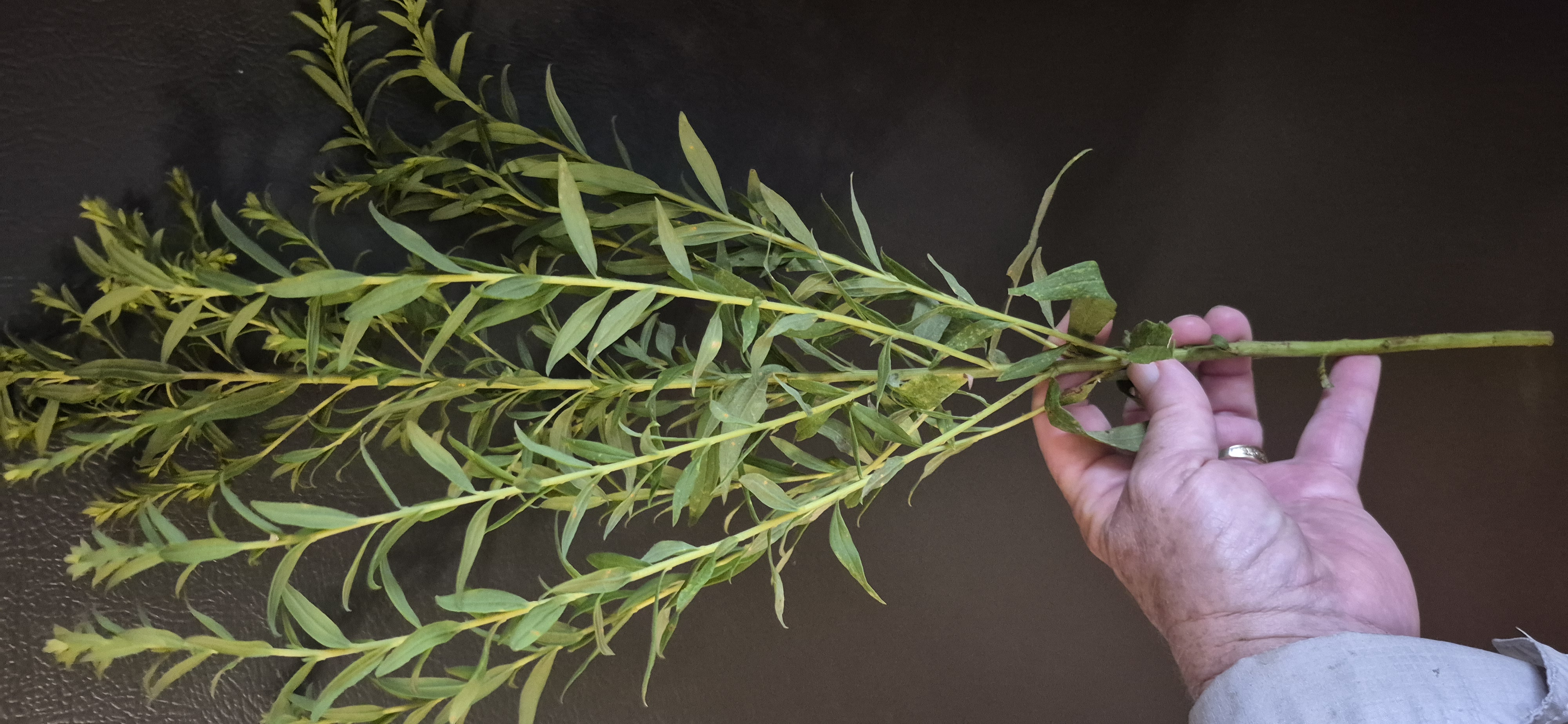 SOLIDAGO