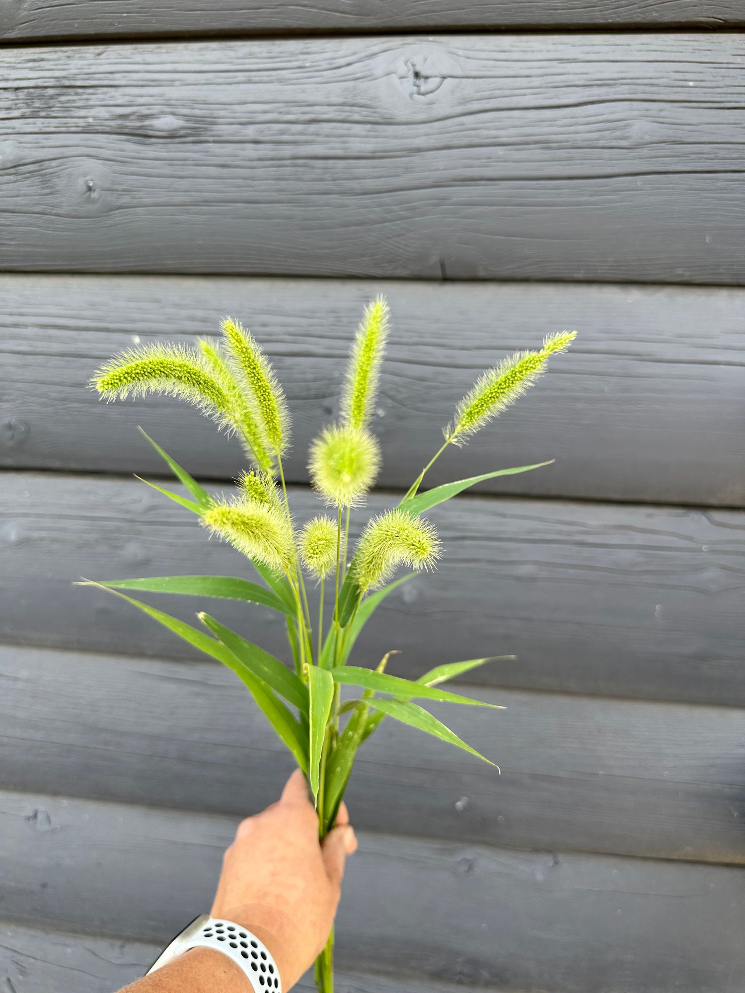 PENNISETUM alopecuroides
