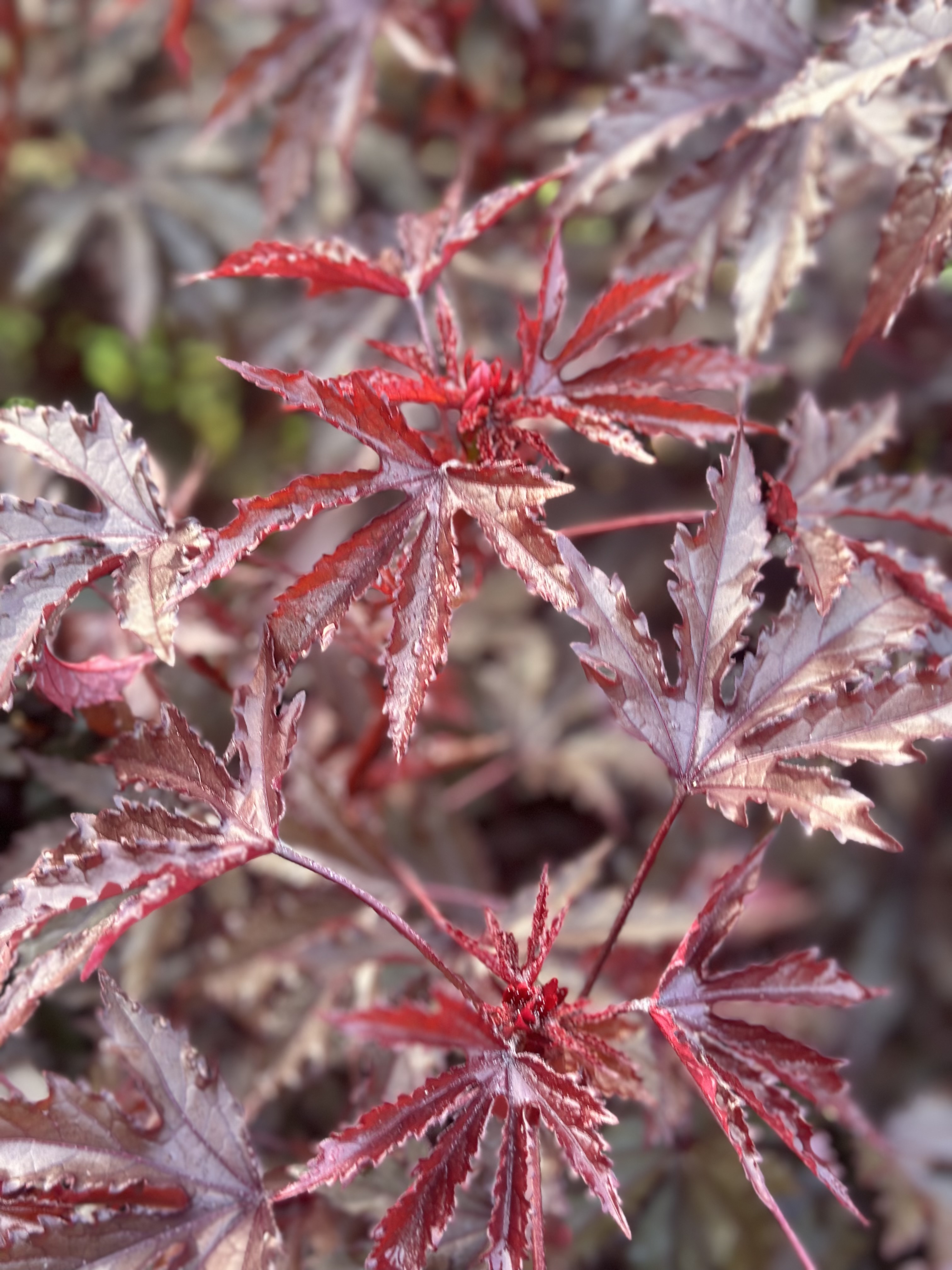 HIBISCUS acetosella