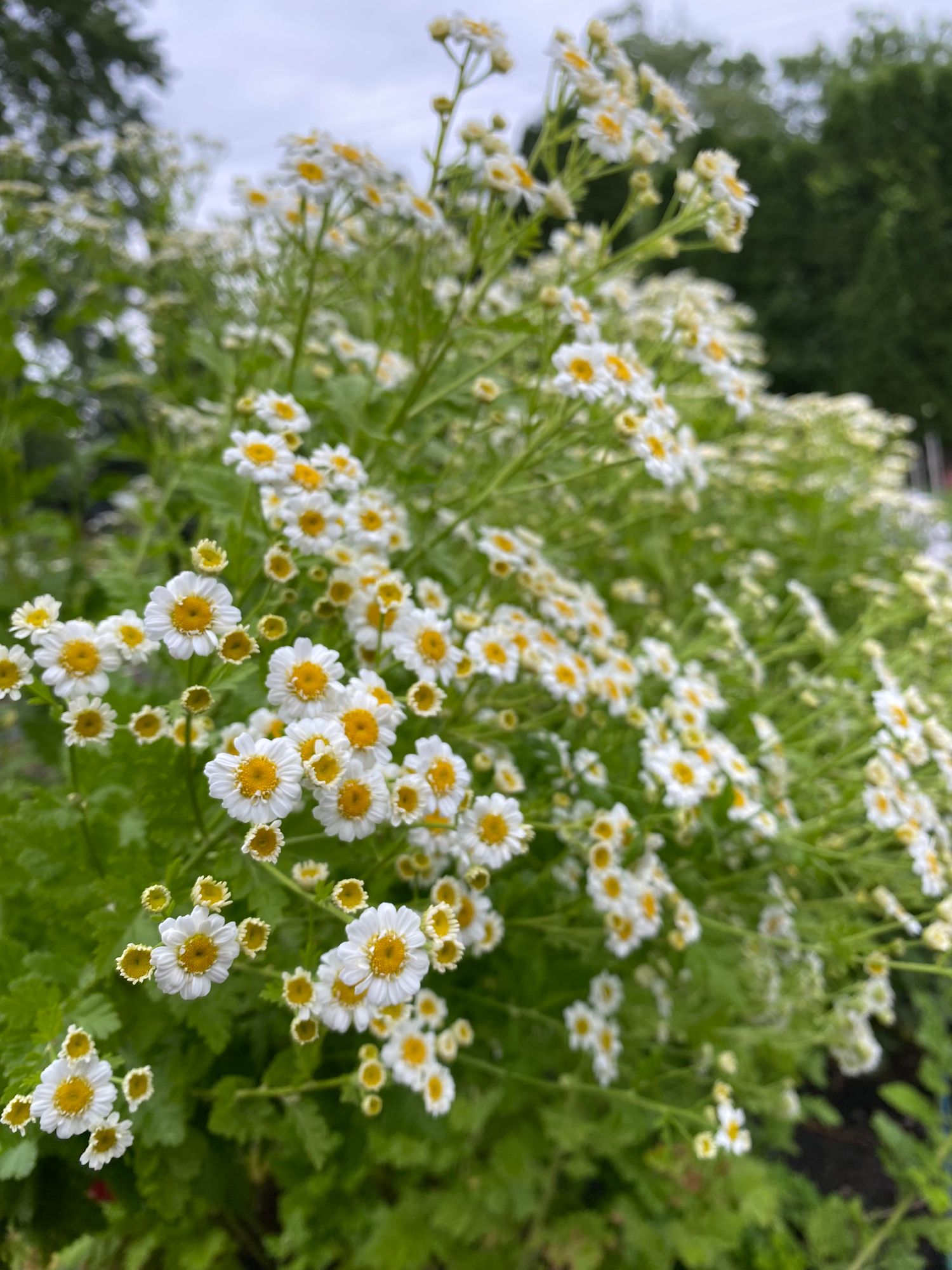 TANACETUM parthenium Magic Single