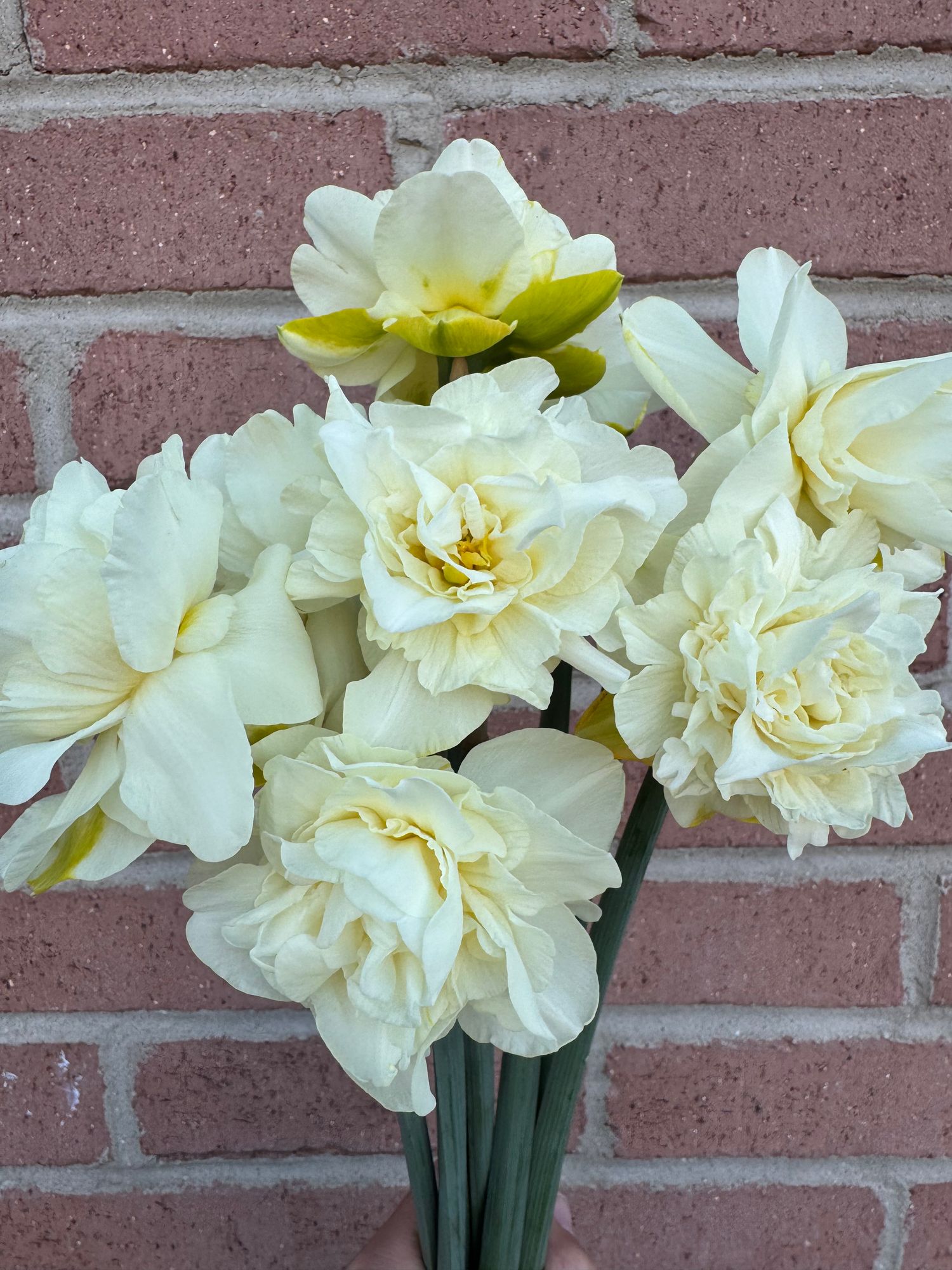 NARCISSUS Obdam