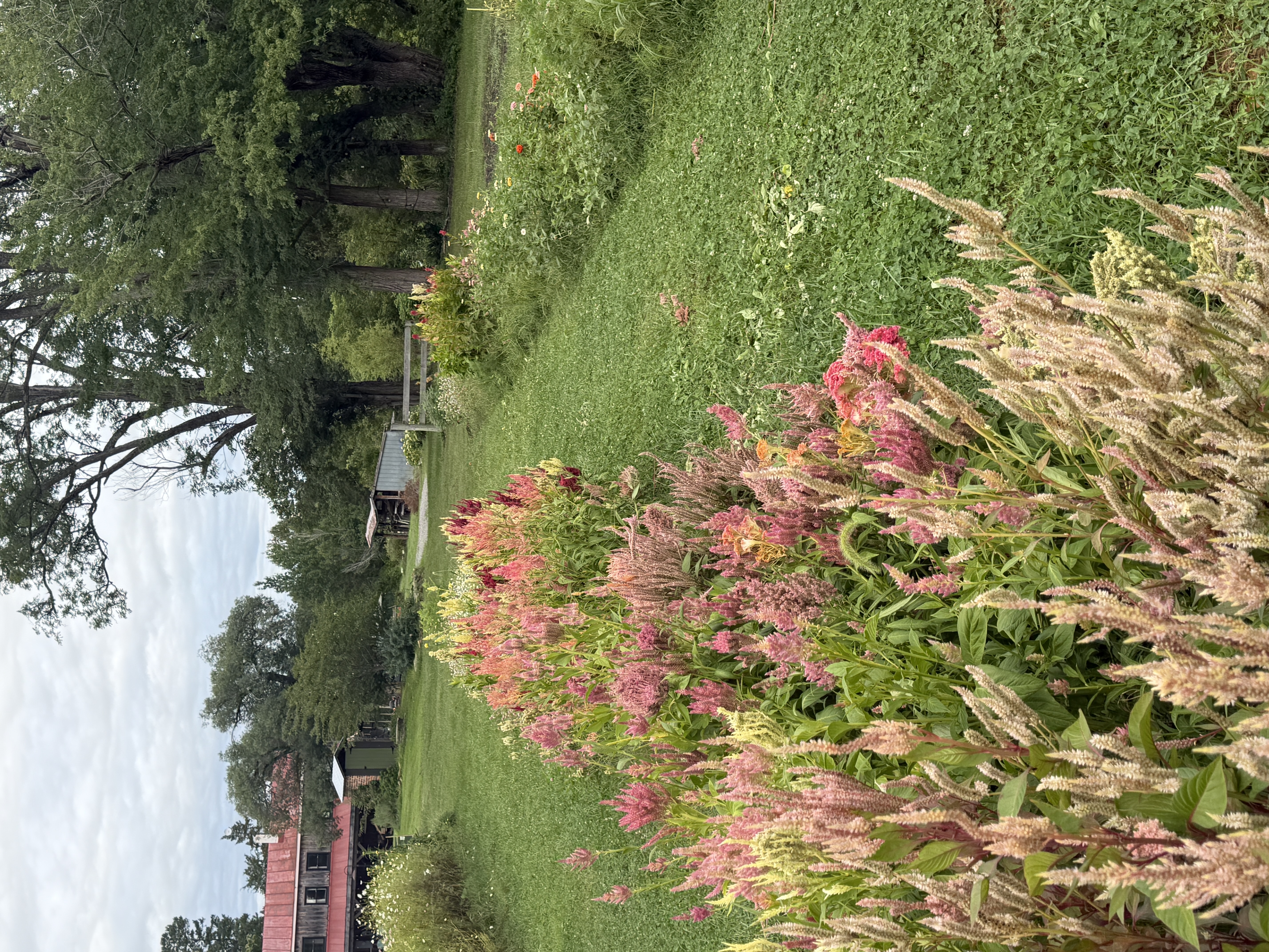 Mixed Celosia - Blush, Coral & Burgaundy