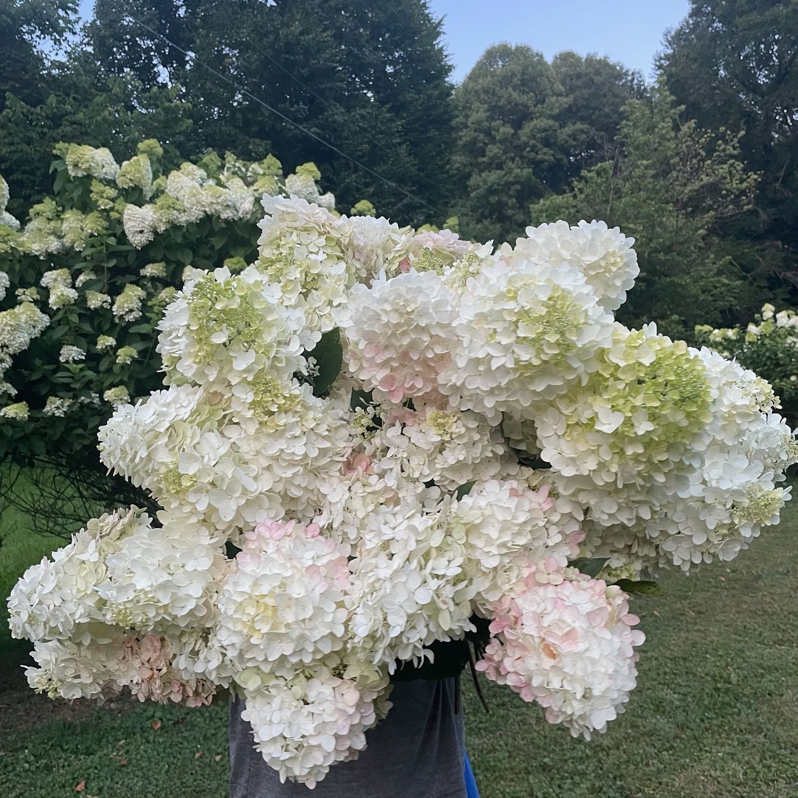 HYDRANGEA paniculata Limelight