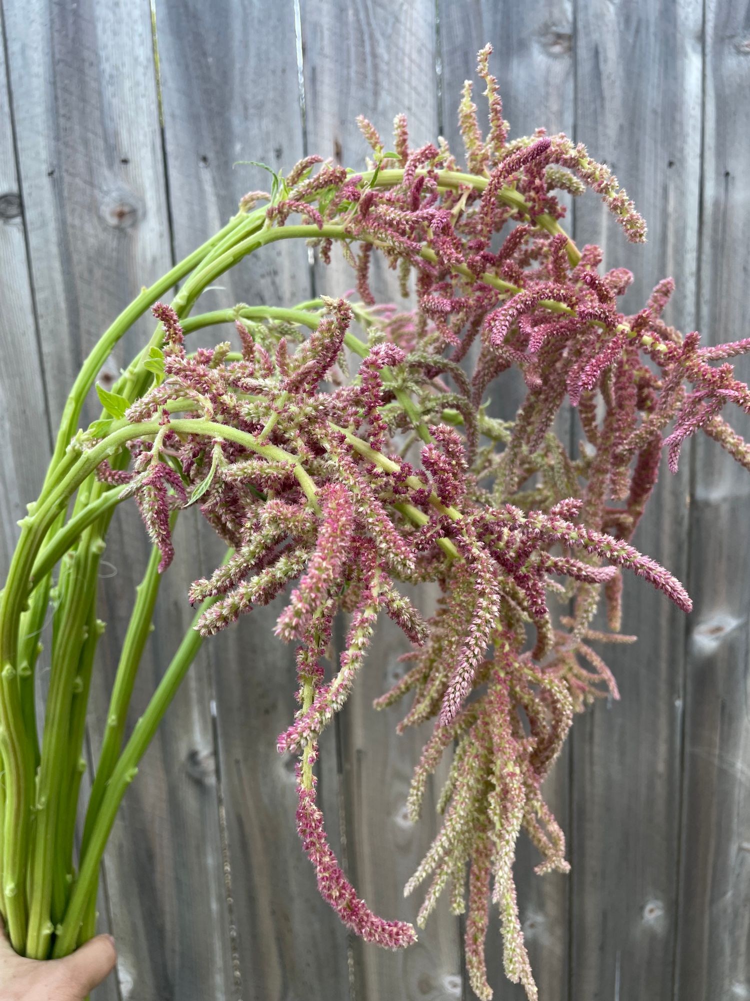 AMARANTHUS caudatus Coral Fountains