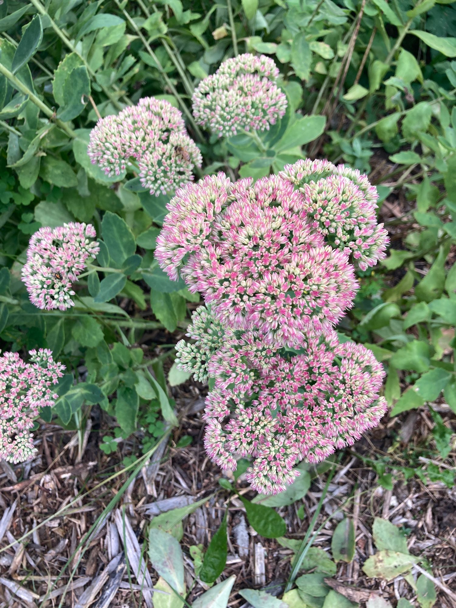 SEDUM