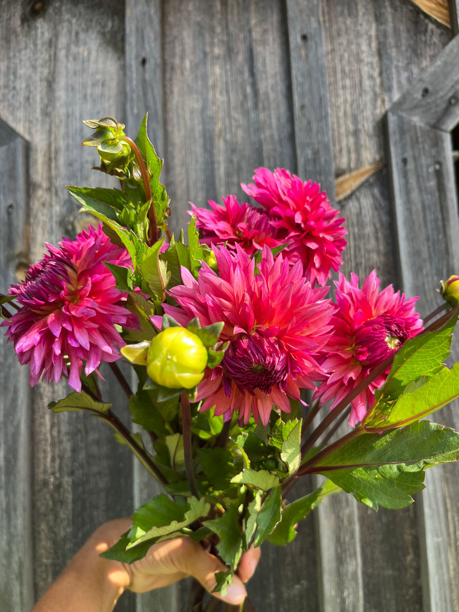 DAHLIA Decorative