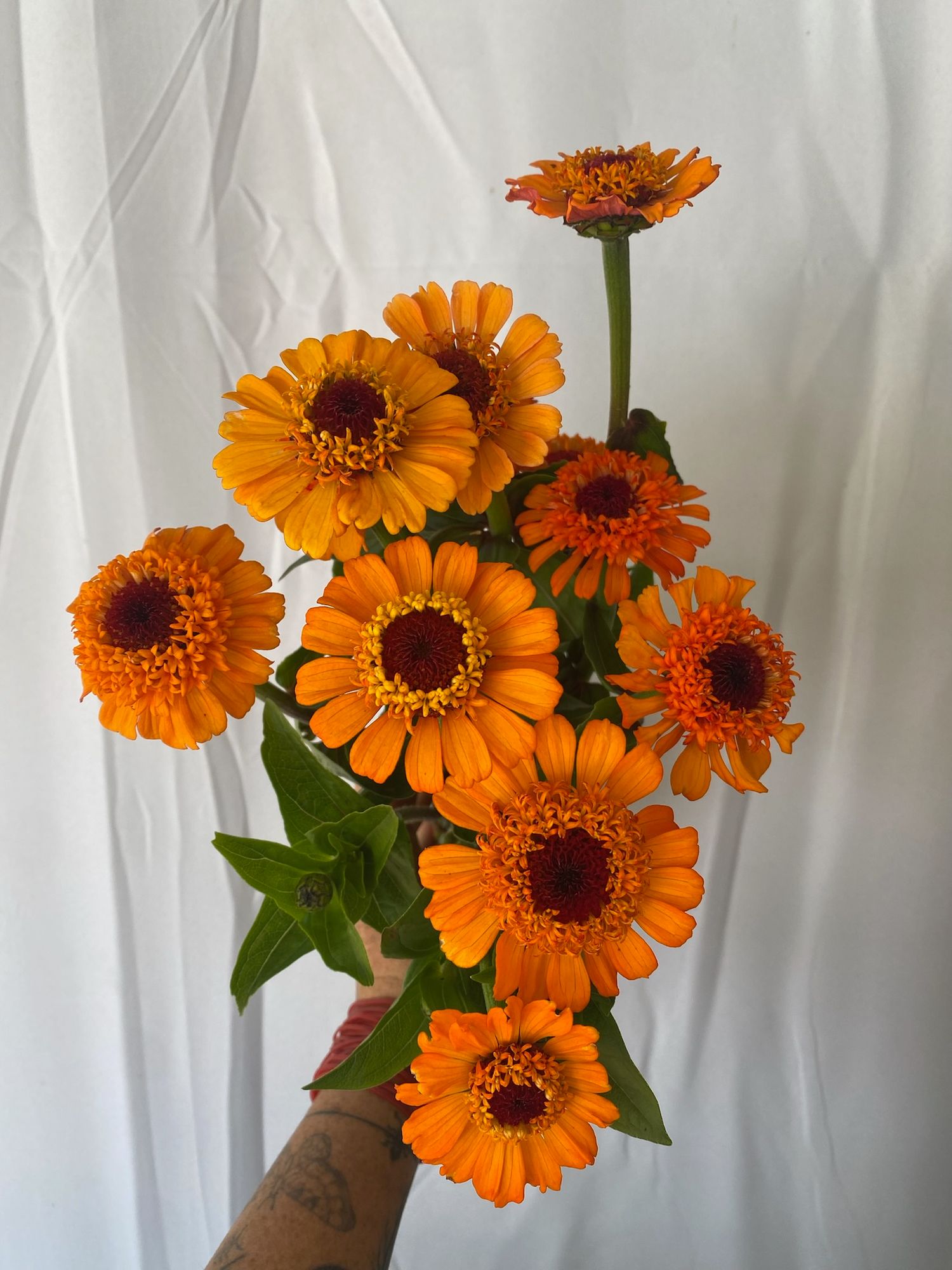 ZINNIA elegans Cresto! Orange