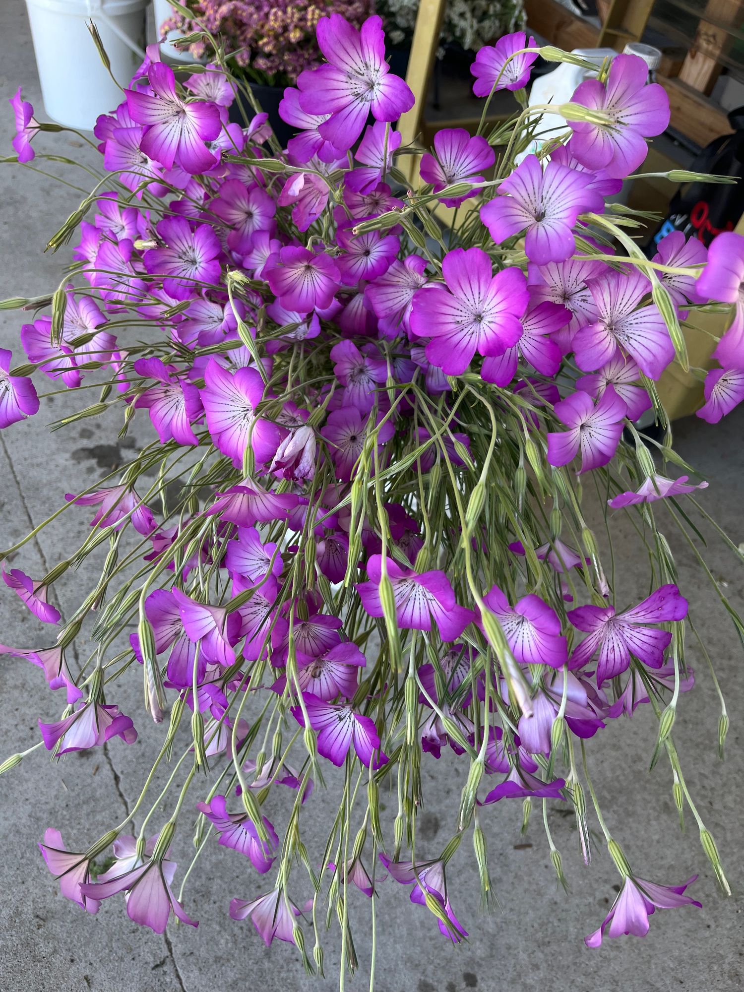 AGROSTEMMA githago Purple Queen