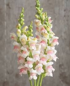 ANTIRRHINUM majus