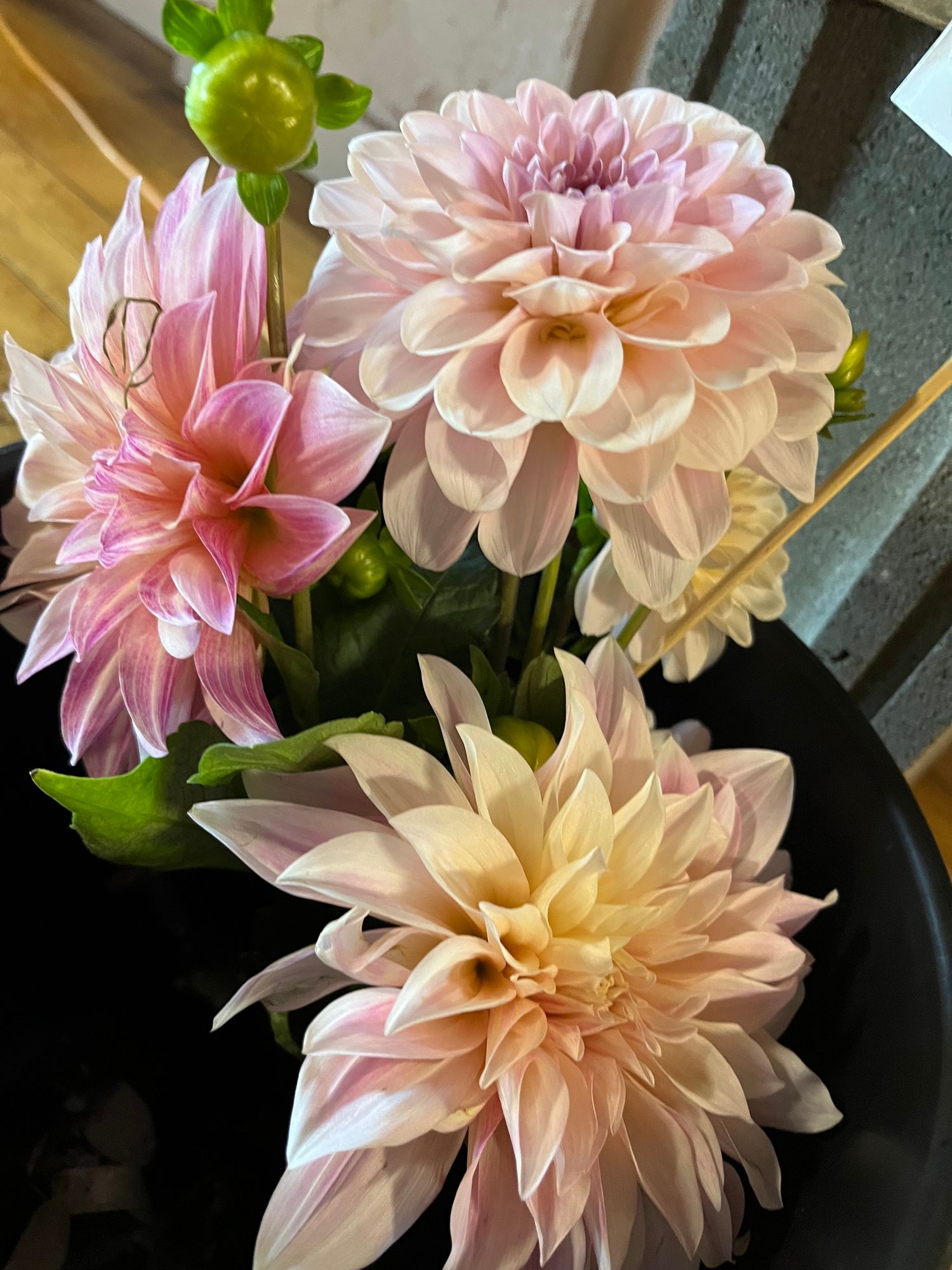DAHLIA