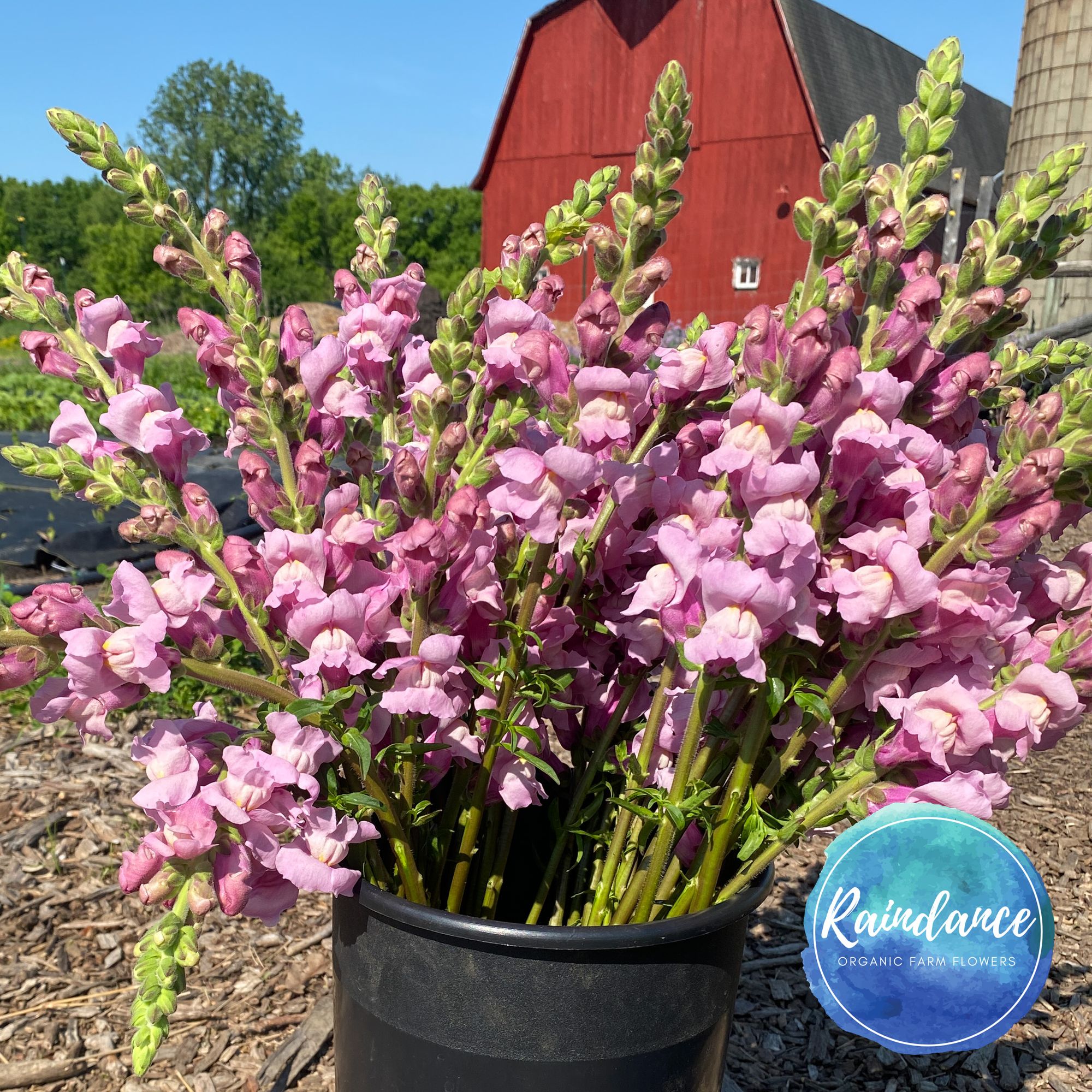 ANTIRRHINUM majus Potomac Lavender