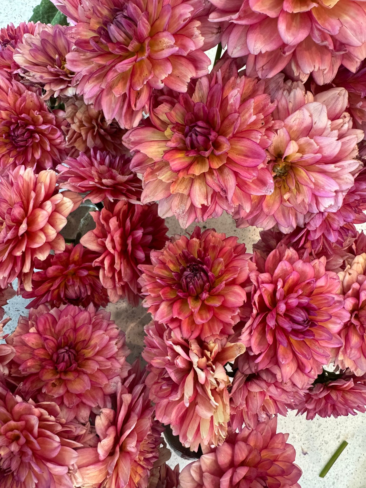 DAHLIA Karma Caroline