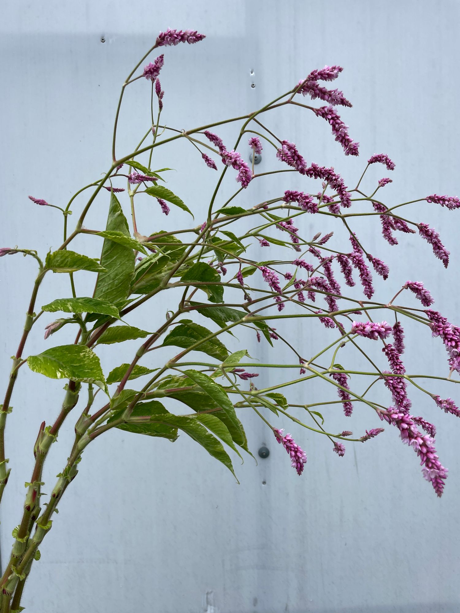 POLYGONUM bistorta