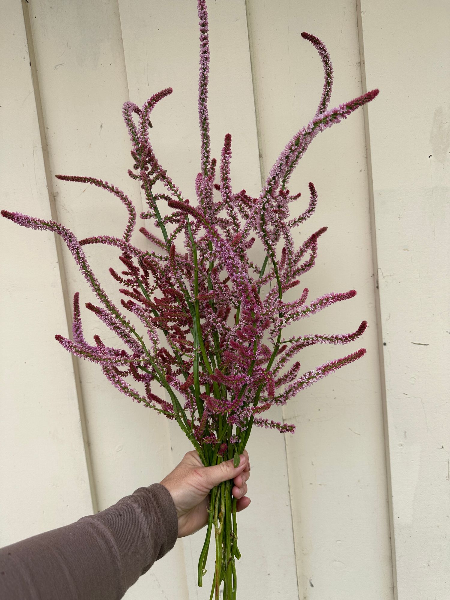 LIMONIUM suworowii