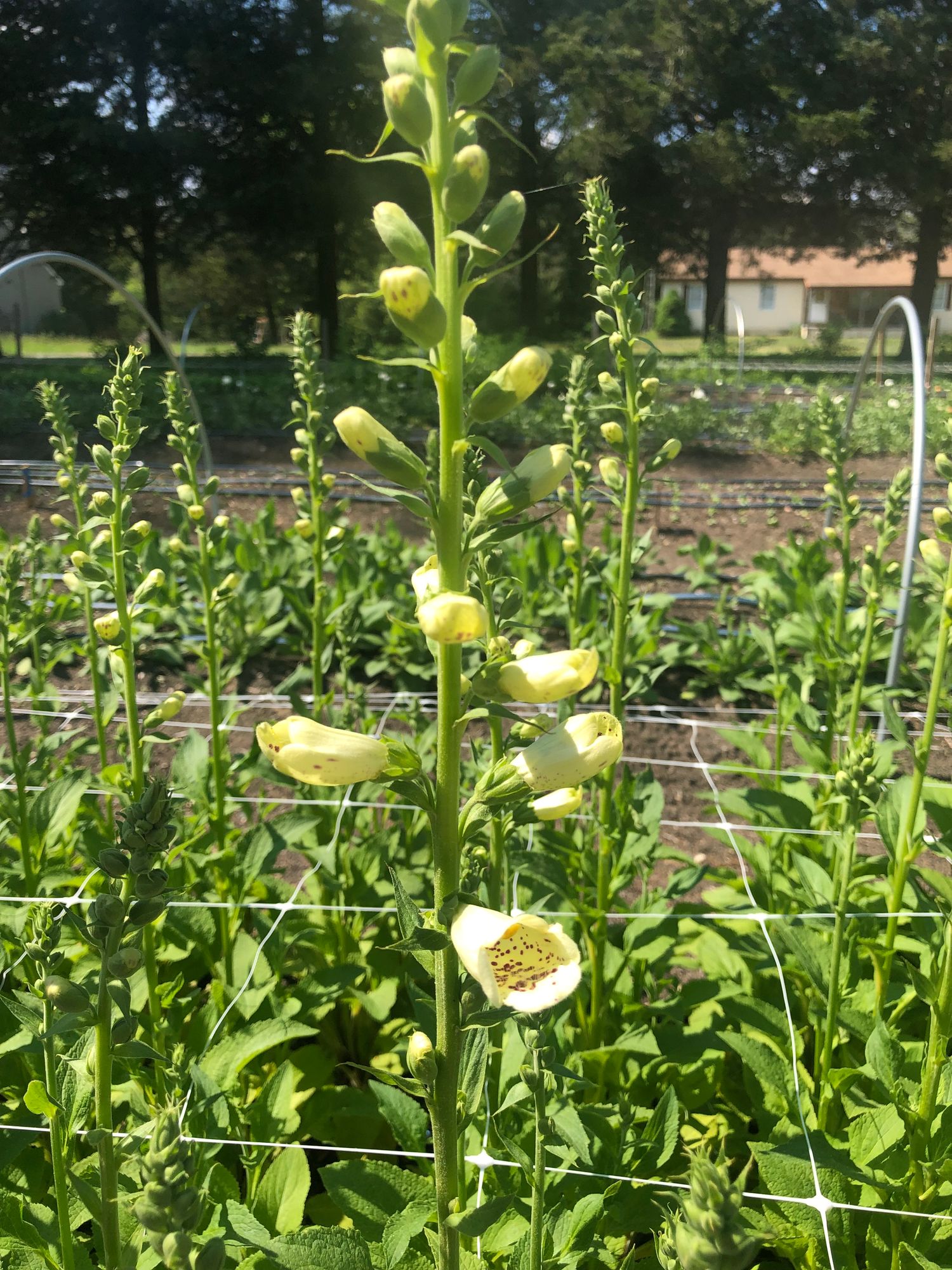 DIGITALIS purpurea Camelot Creme
