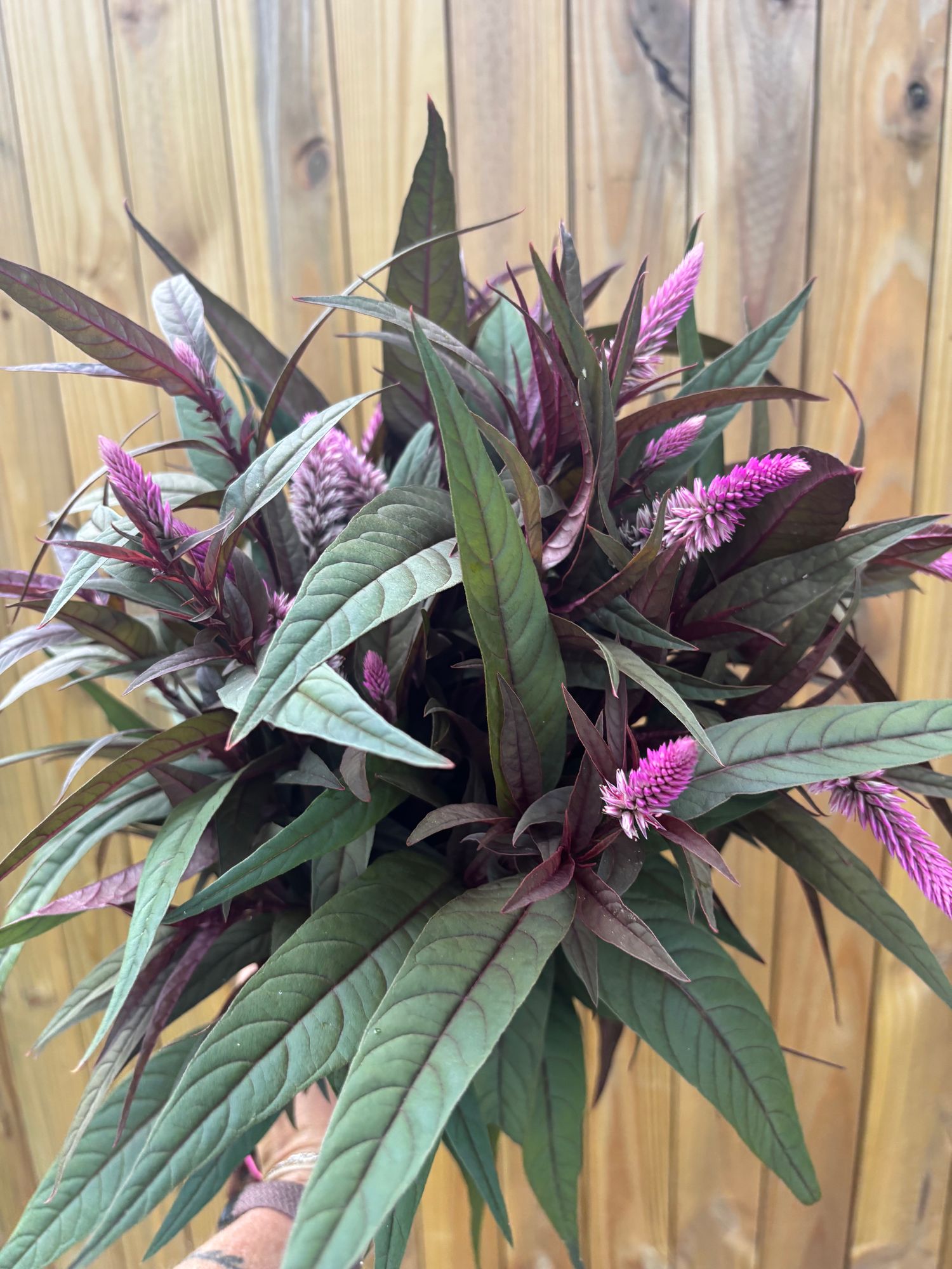 CELOSIA argentea spicata Flamingo Purple