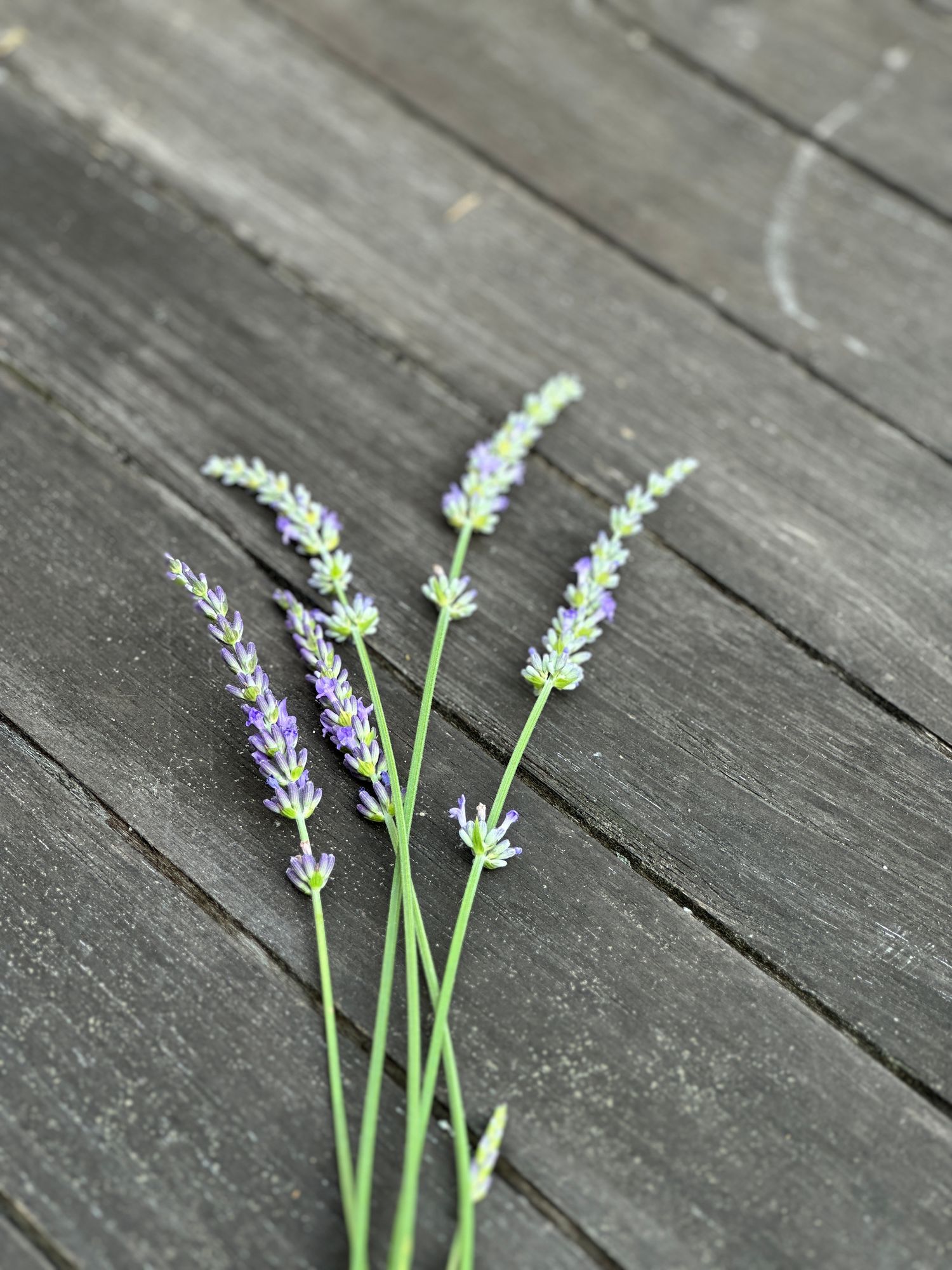 LAVANDULA