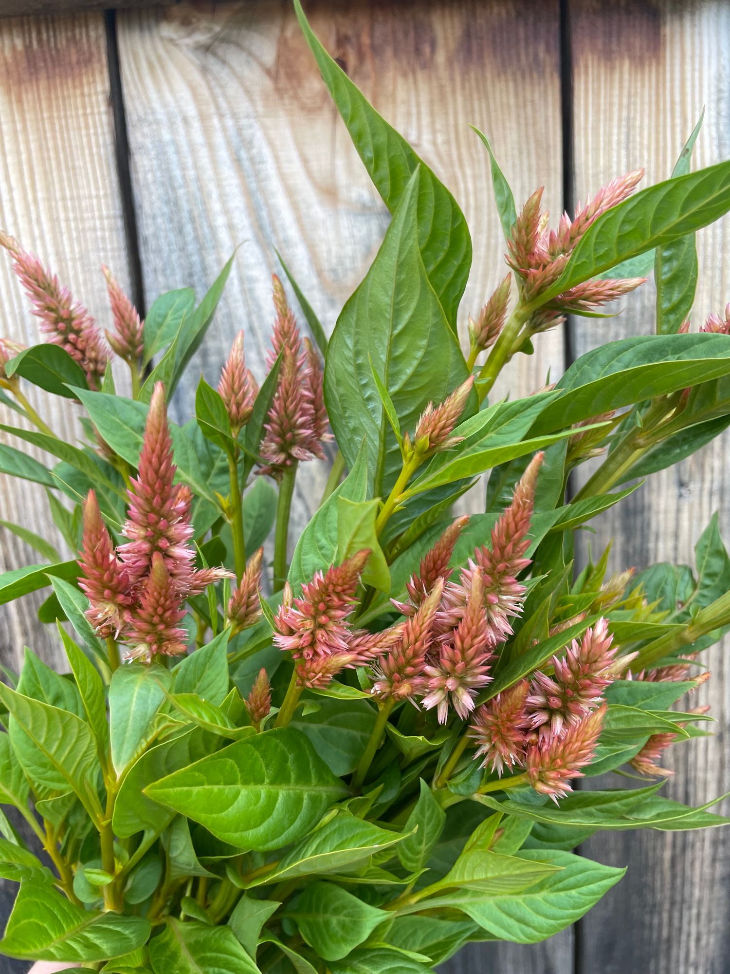 CELOSIA argentea spicata Celway Terracotta