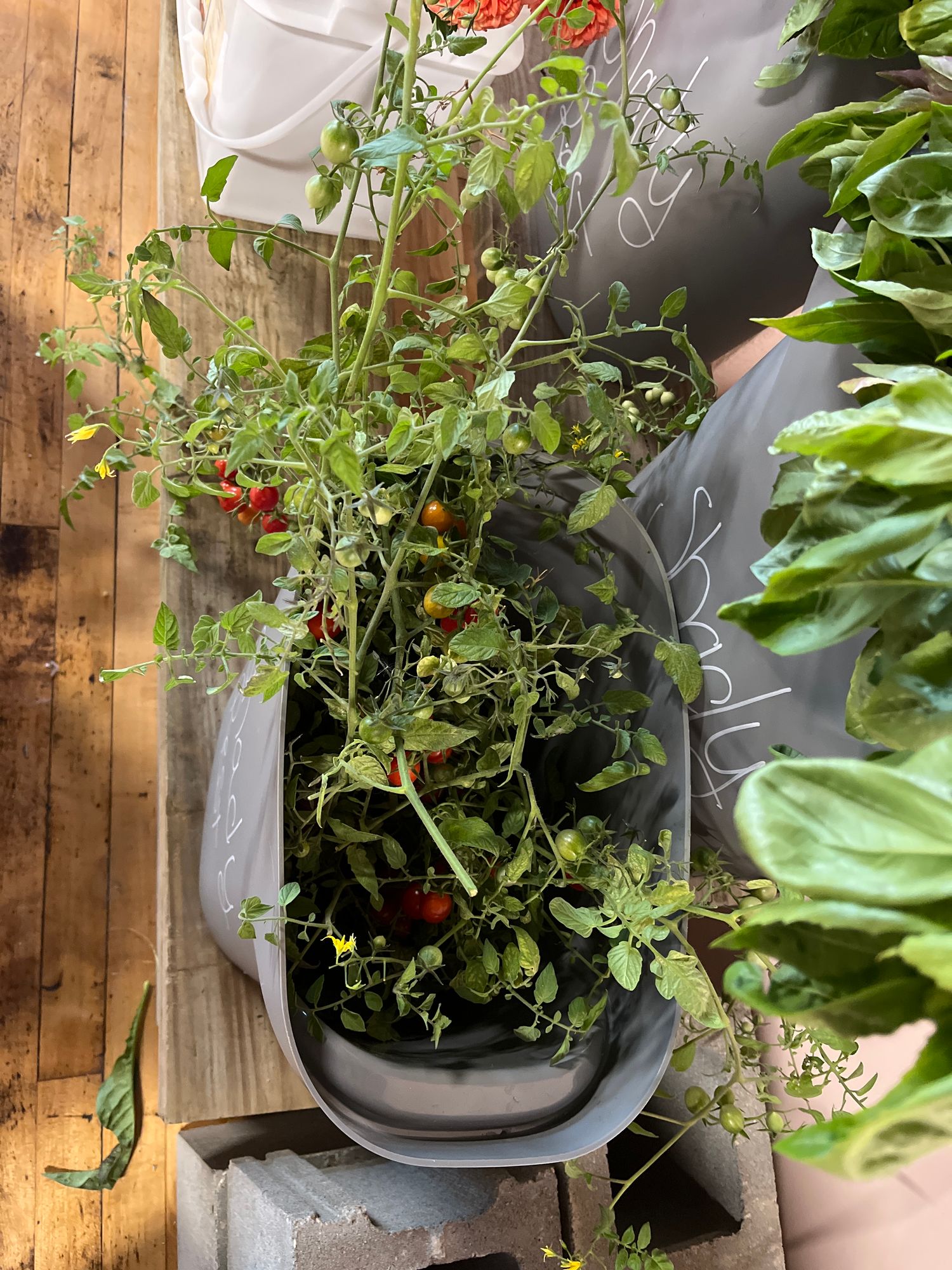 SOLANUM lycopersicum