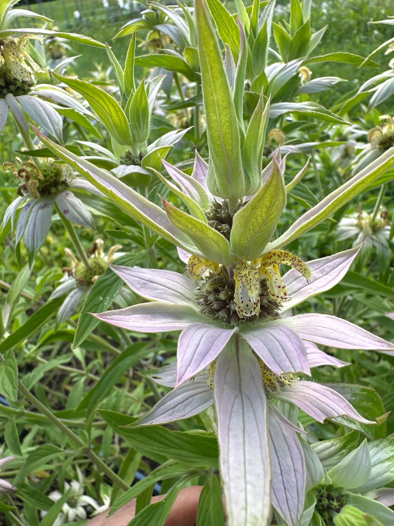 MONARDA punctata