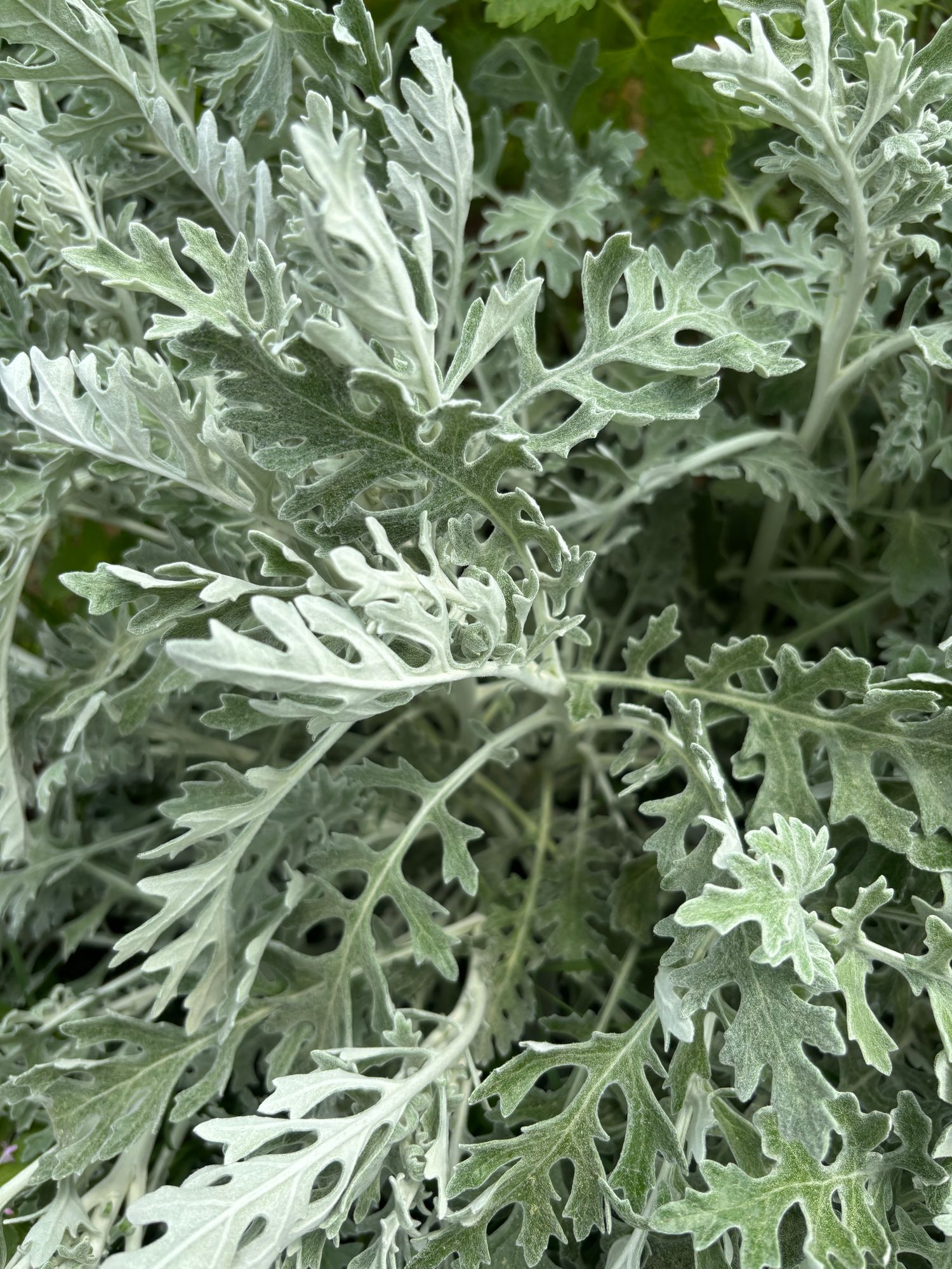 SENECIO cineraria Candicans