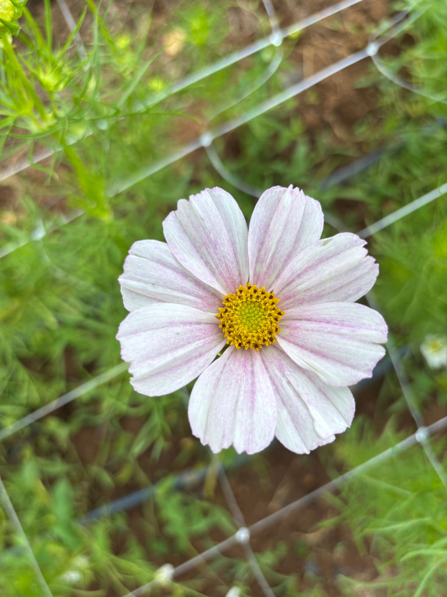 COSMOS bipinnatus Versailles Flush
