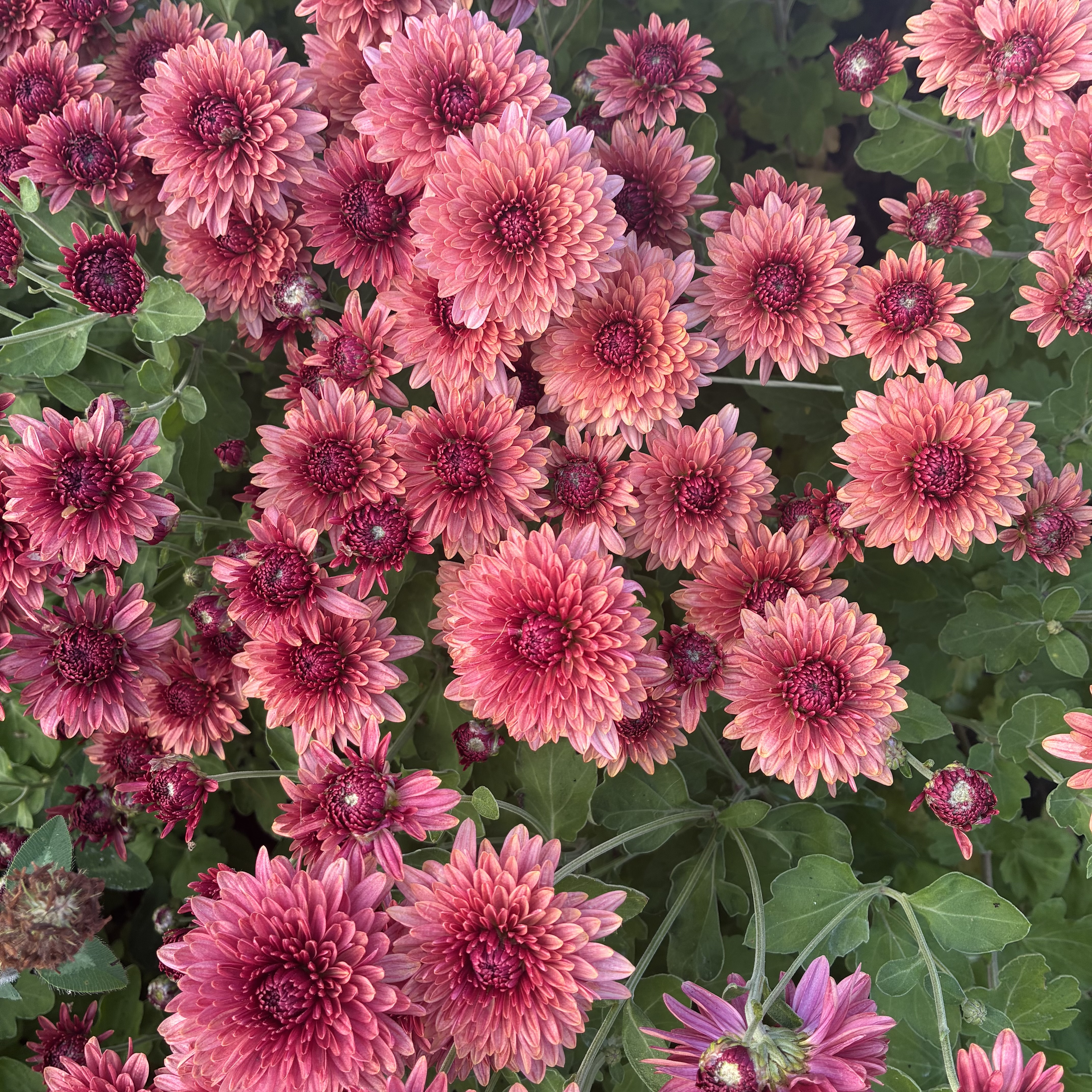 CHRYSANTHEMUM