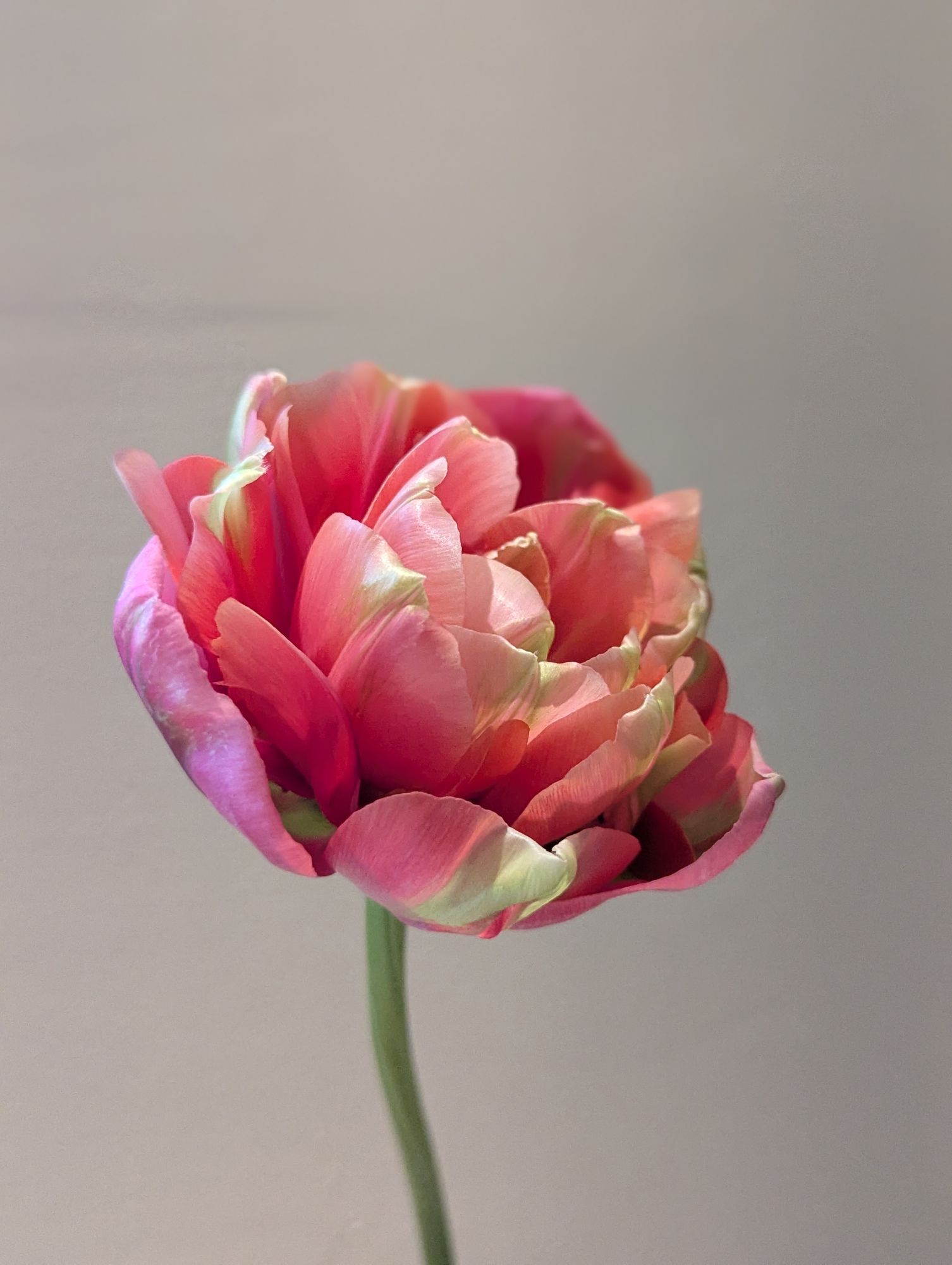 TULIPA Renown Unique