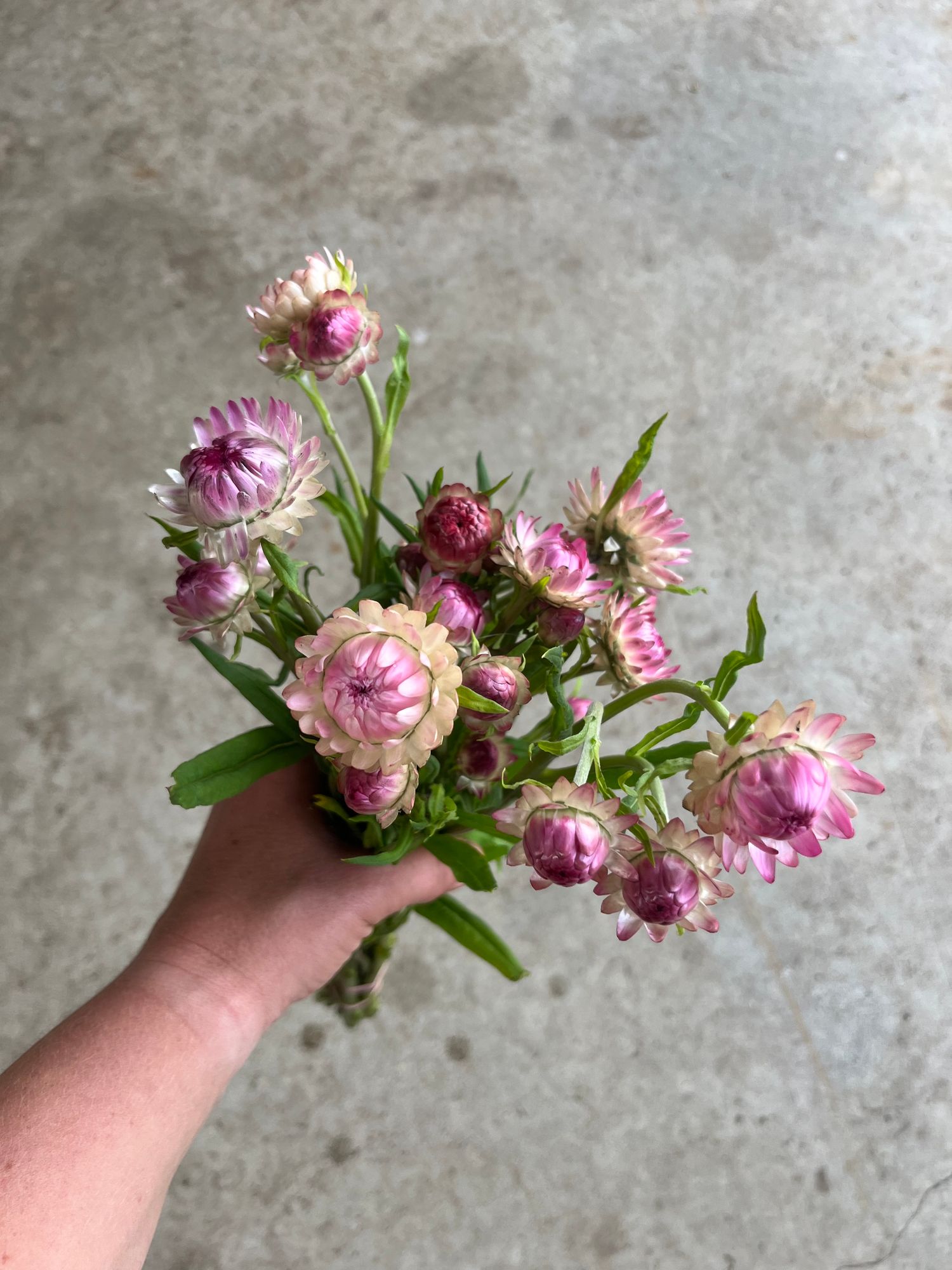 XEROCHRYSUM bracteatum Silvery Rose