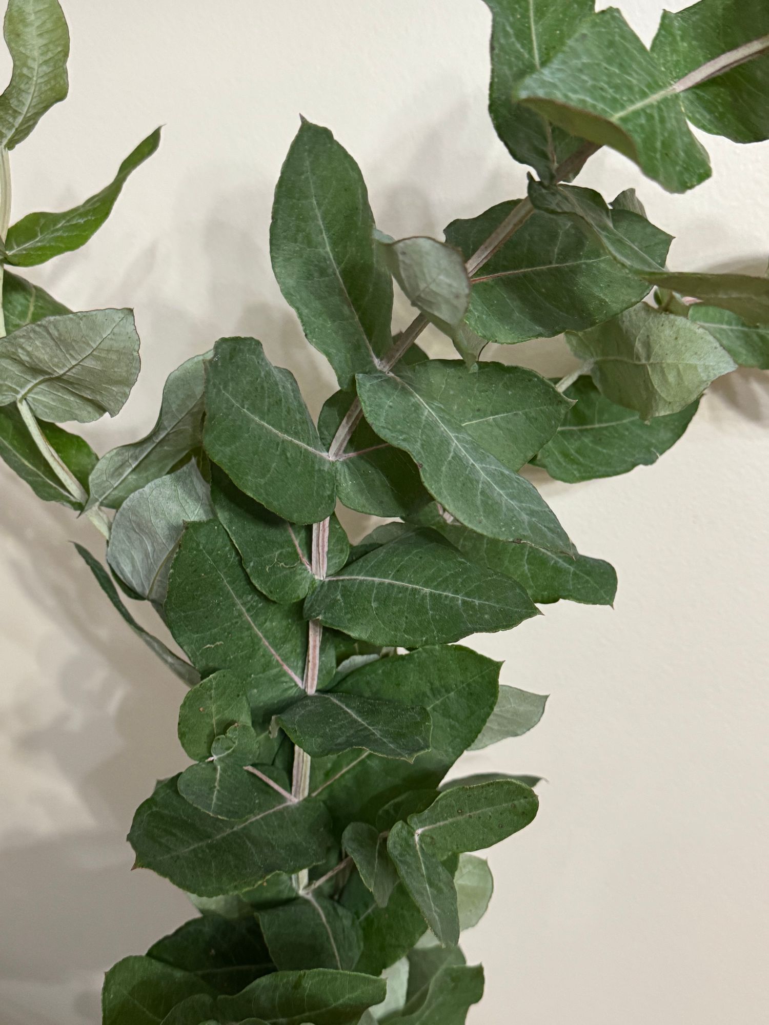 EUCALYPTUS globulosa StyX