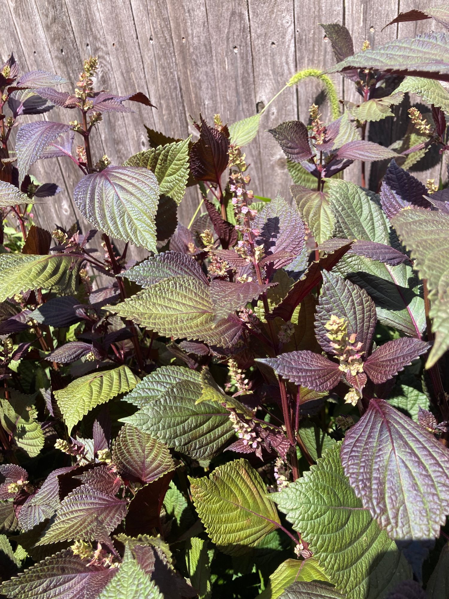 PERILLA frutescens