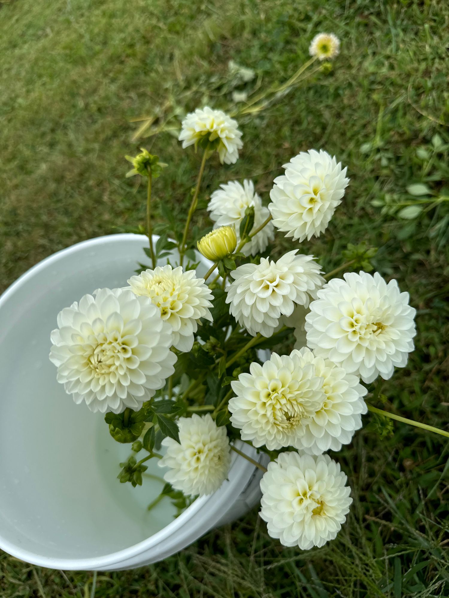 DAHLIA