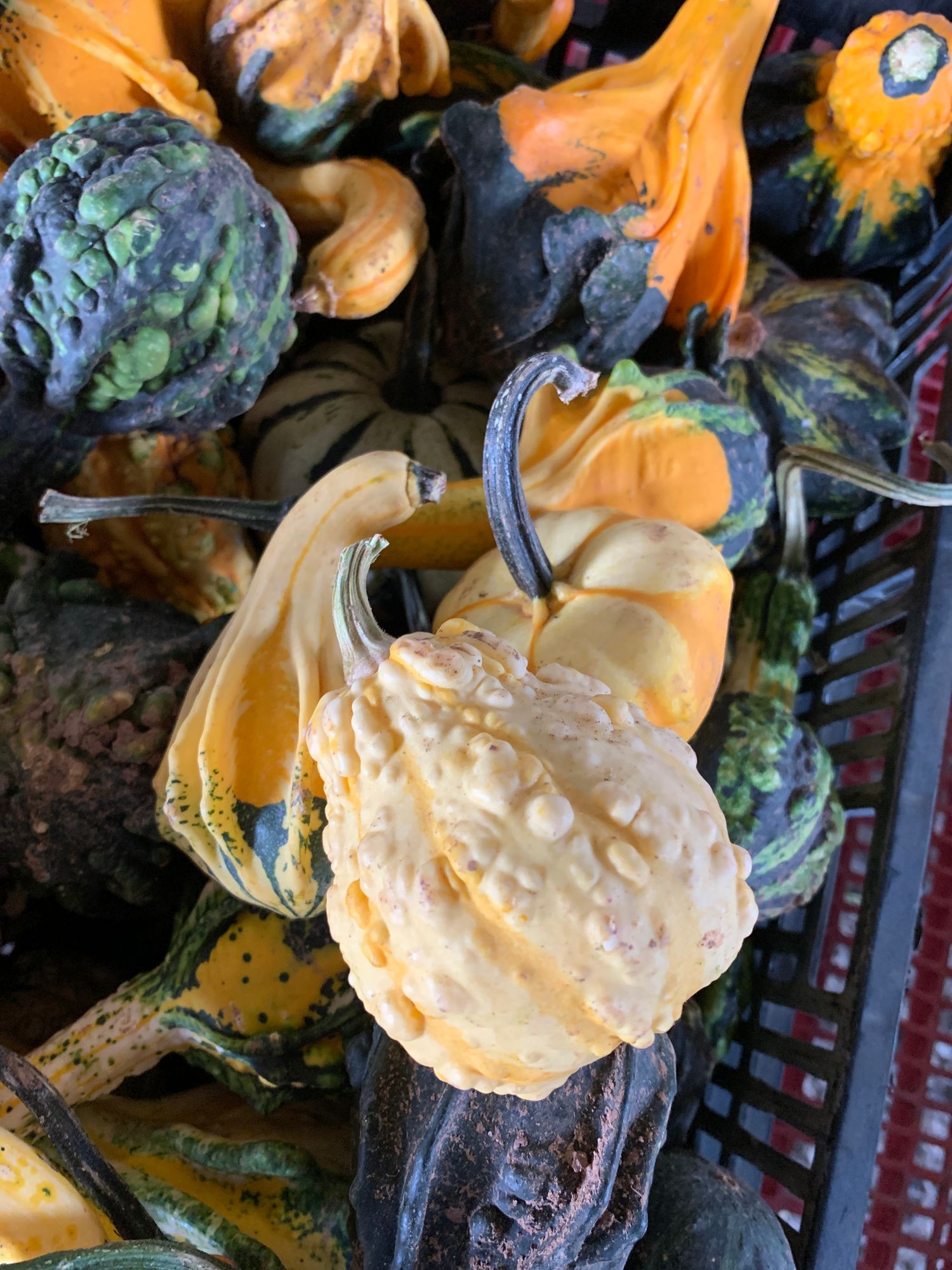 Small gourds