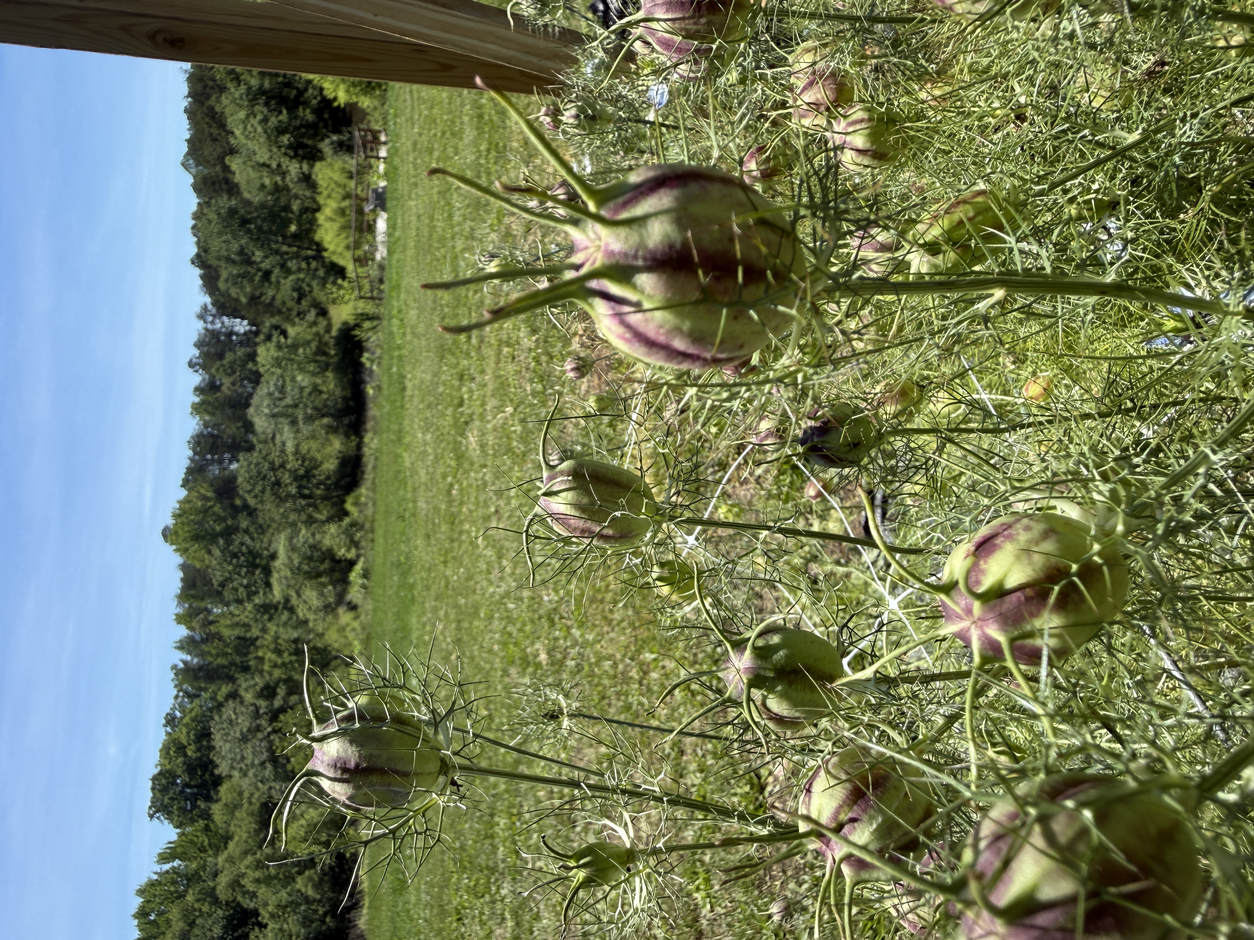 NIGELLA