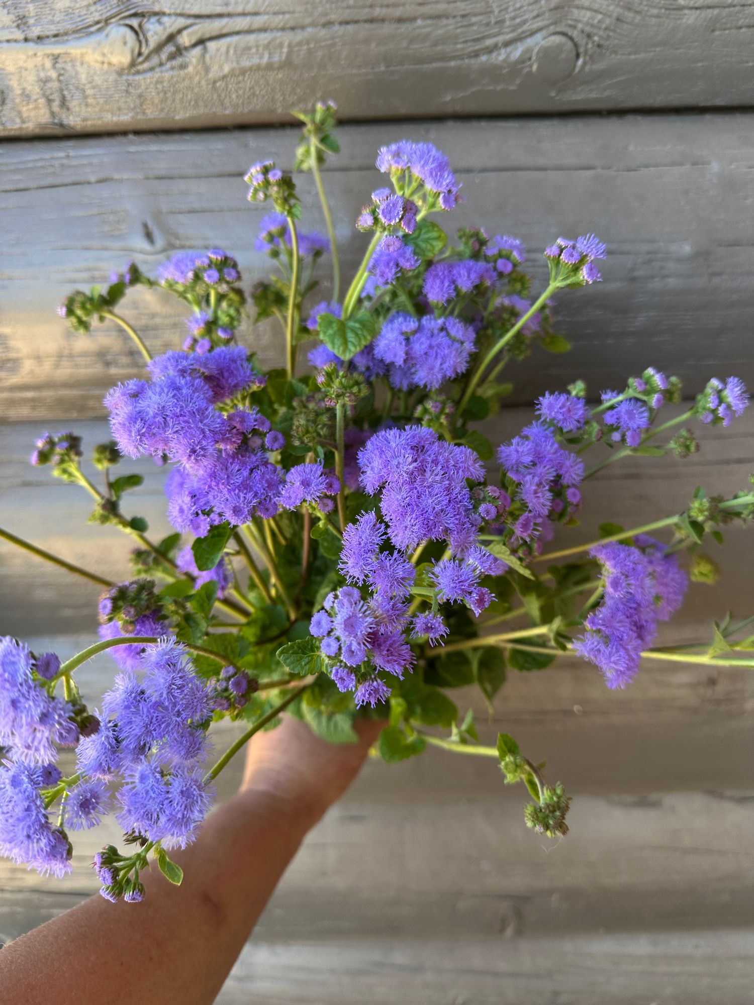 AGERATUM houstonianum Blue Horizon