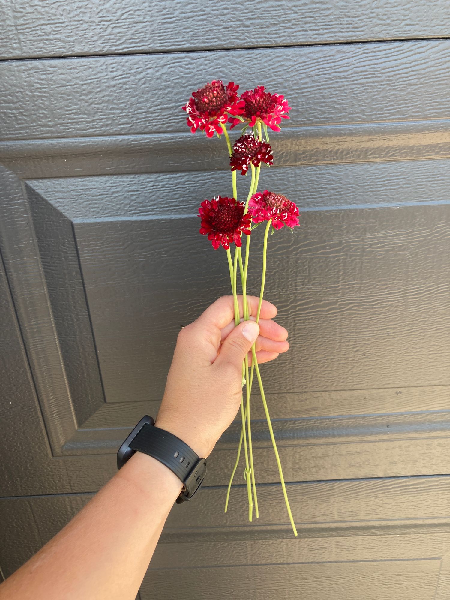 SCABIOSA atropurpurea Triple Berry