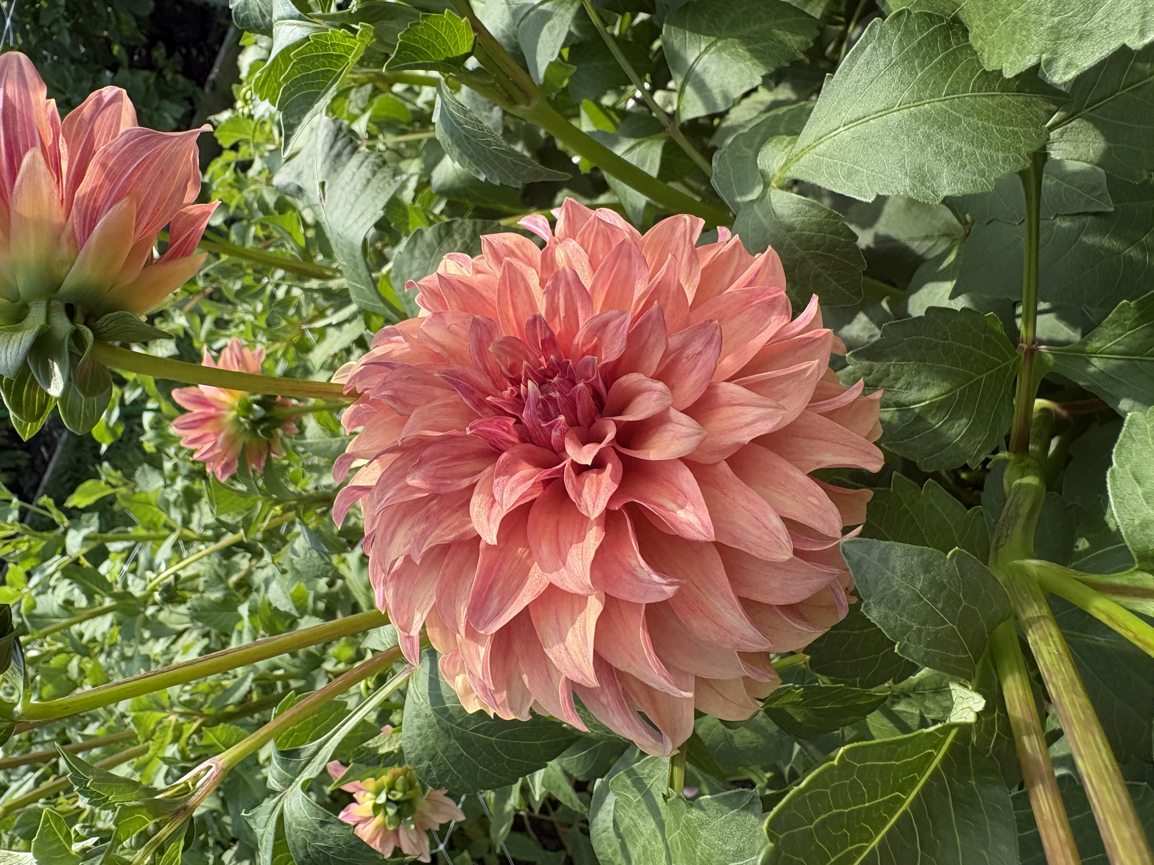 DAHLIA River's Can't Elope