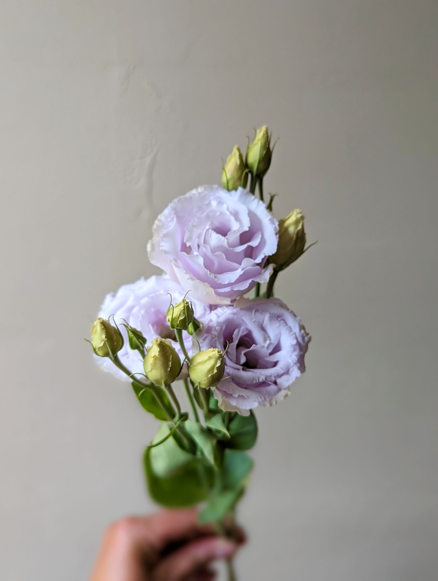 EUSTOMA grandiflorum