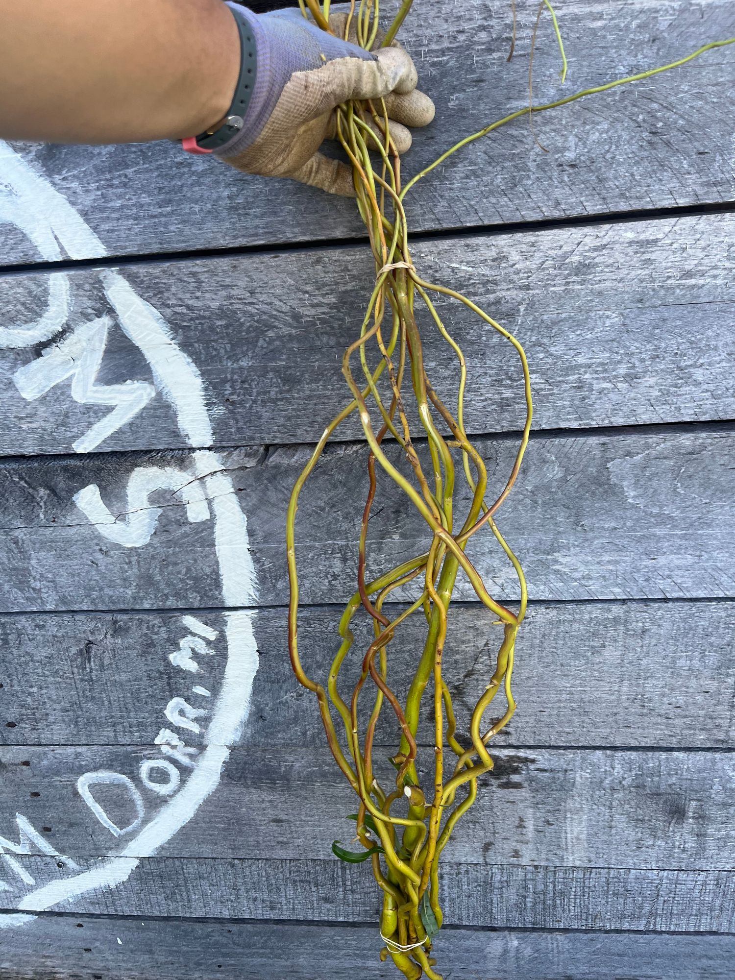SALIX matsudana var. tortuosa