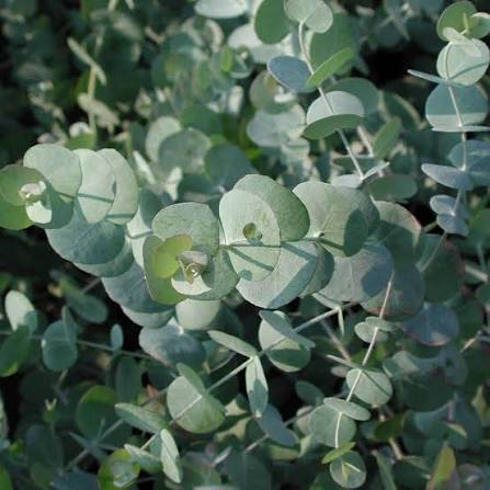EUCALYPTUS gunnii Silver Drop