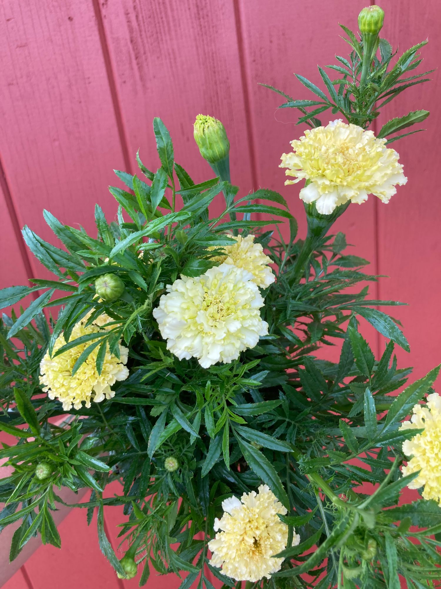 TAGETES erecta White Swan