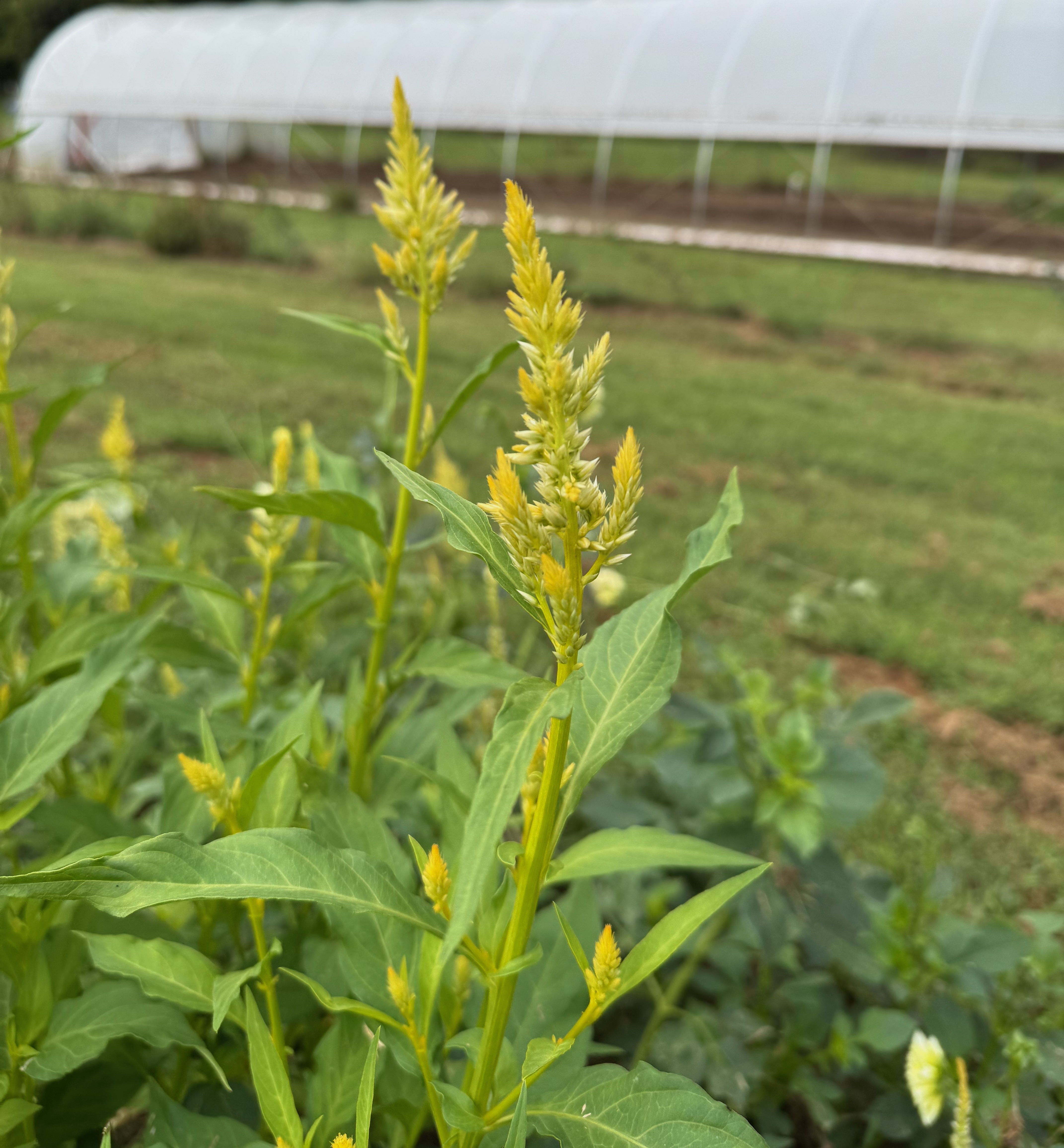 CELOSIA argentea spicata