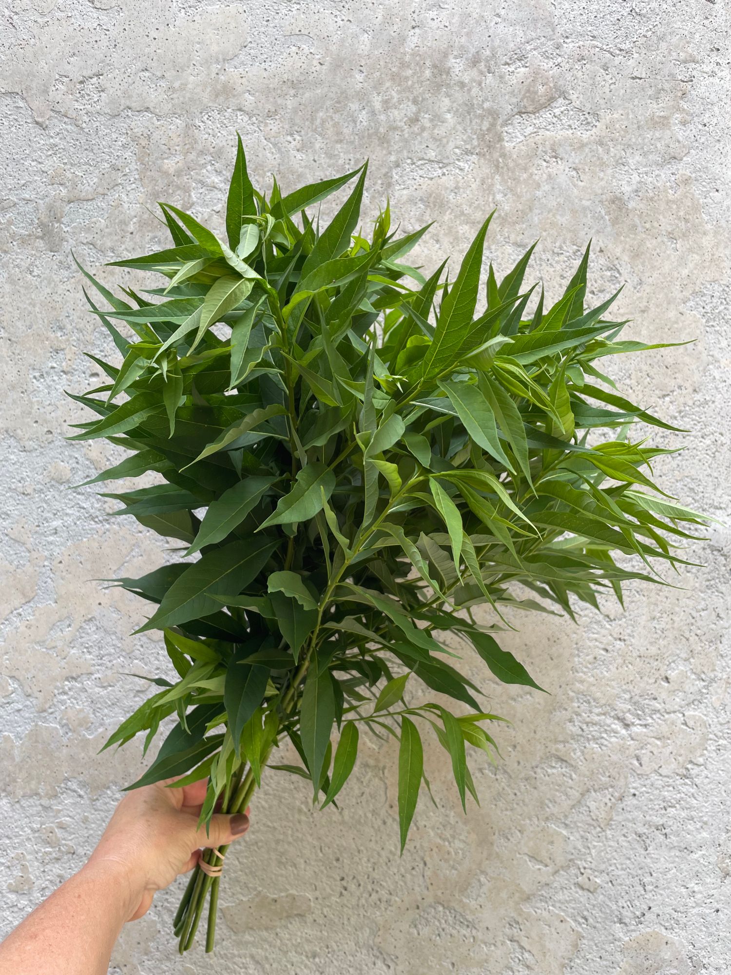 AMSONIA tabernaemontana
