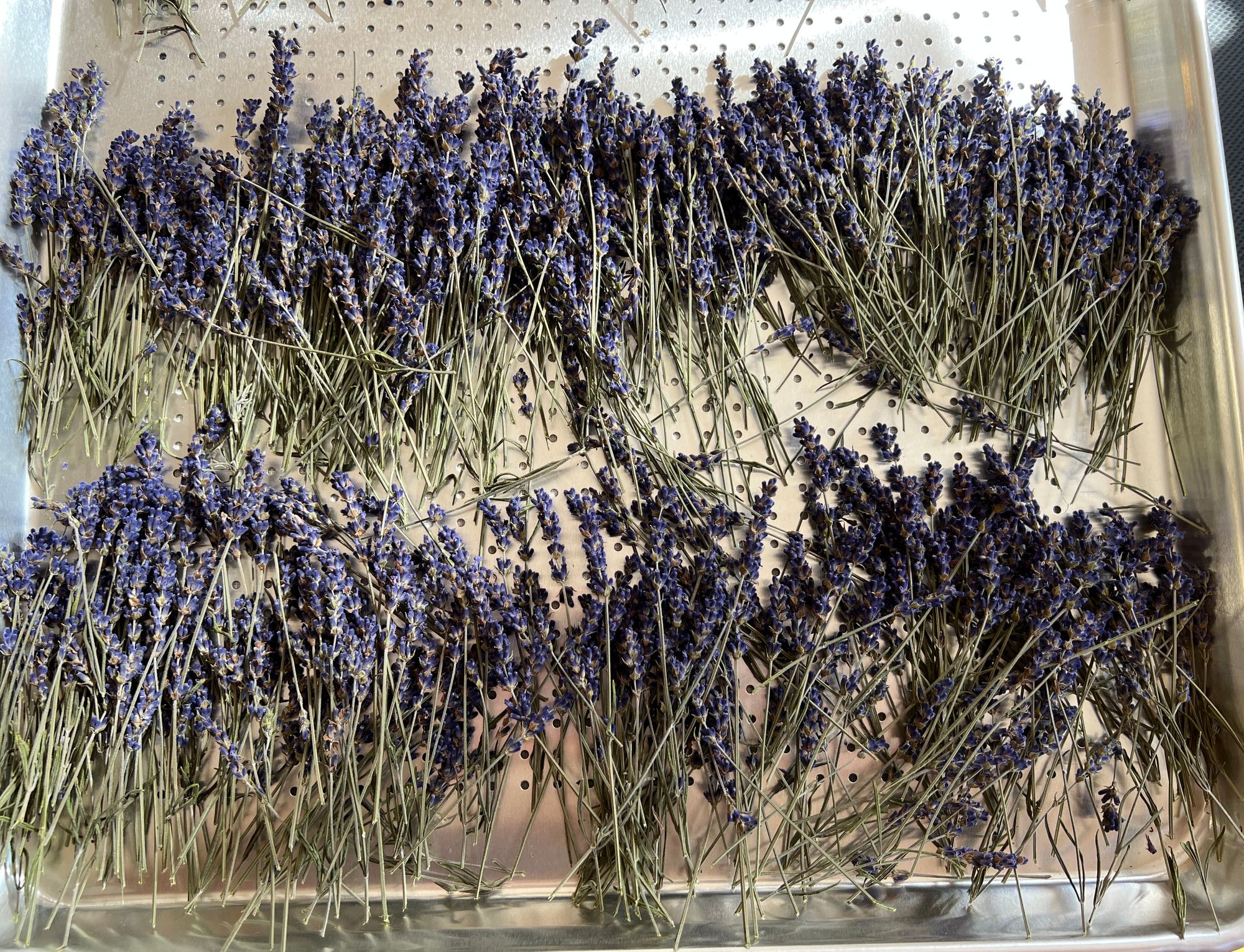 Lavender Cocktail Picks - Lavandula angustifolia "Hidcote"