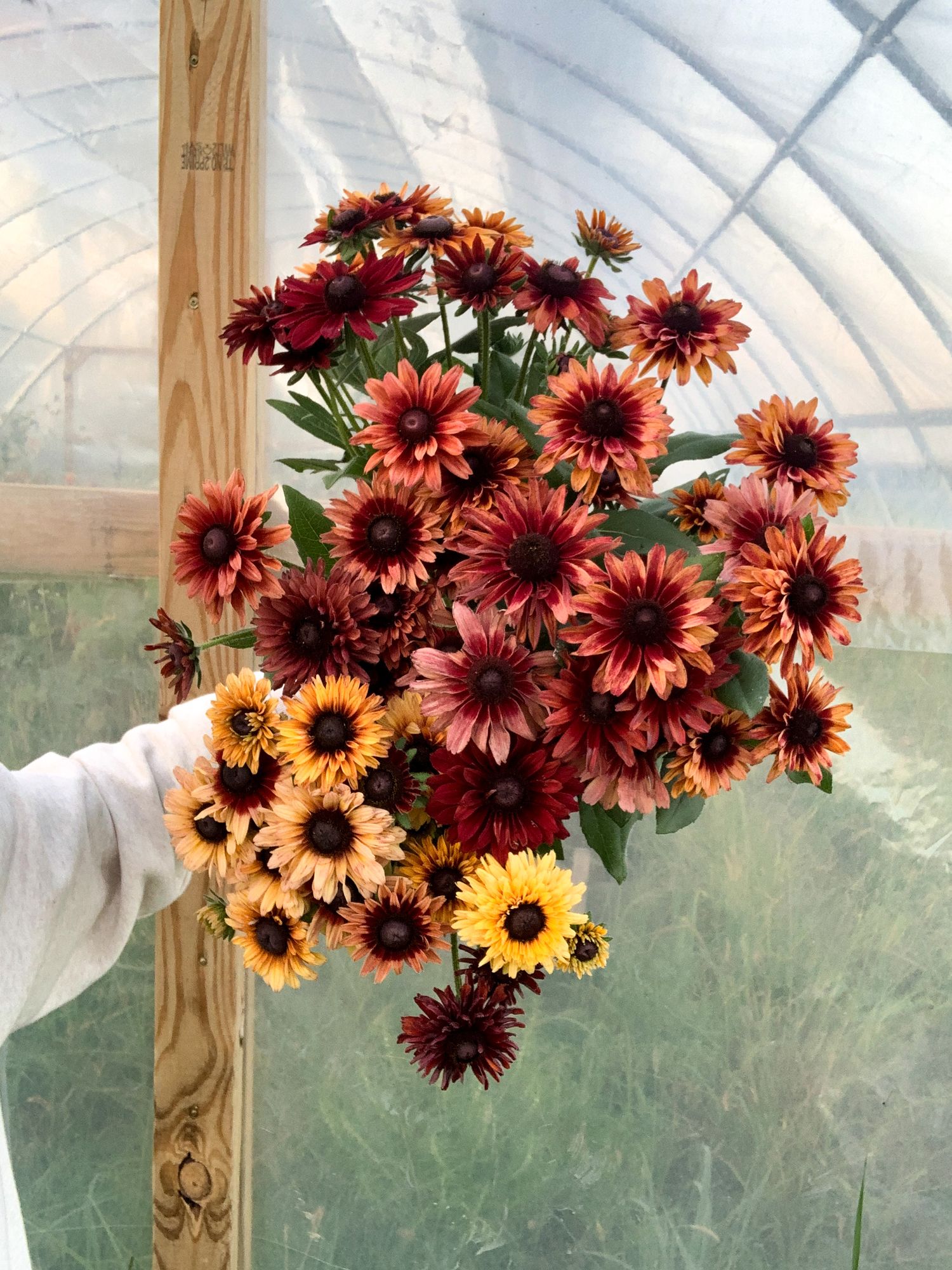 RUDBECKIA hirta Cherry Brandy