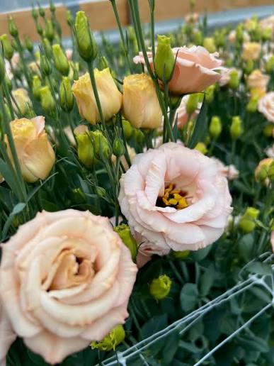 EUSTOMA grandiflorum Arena Apricot