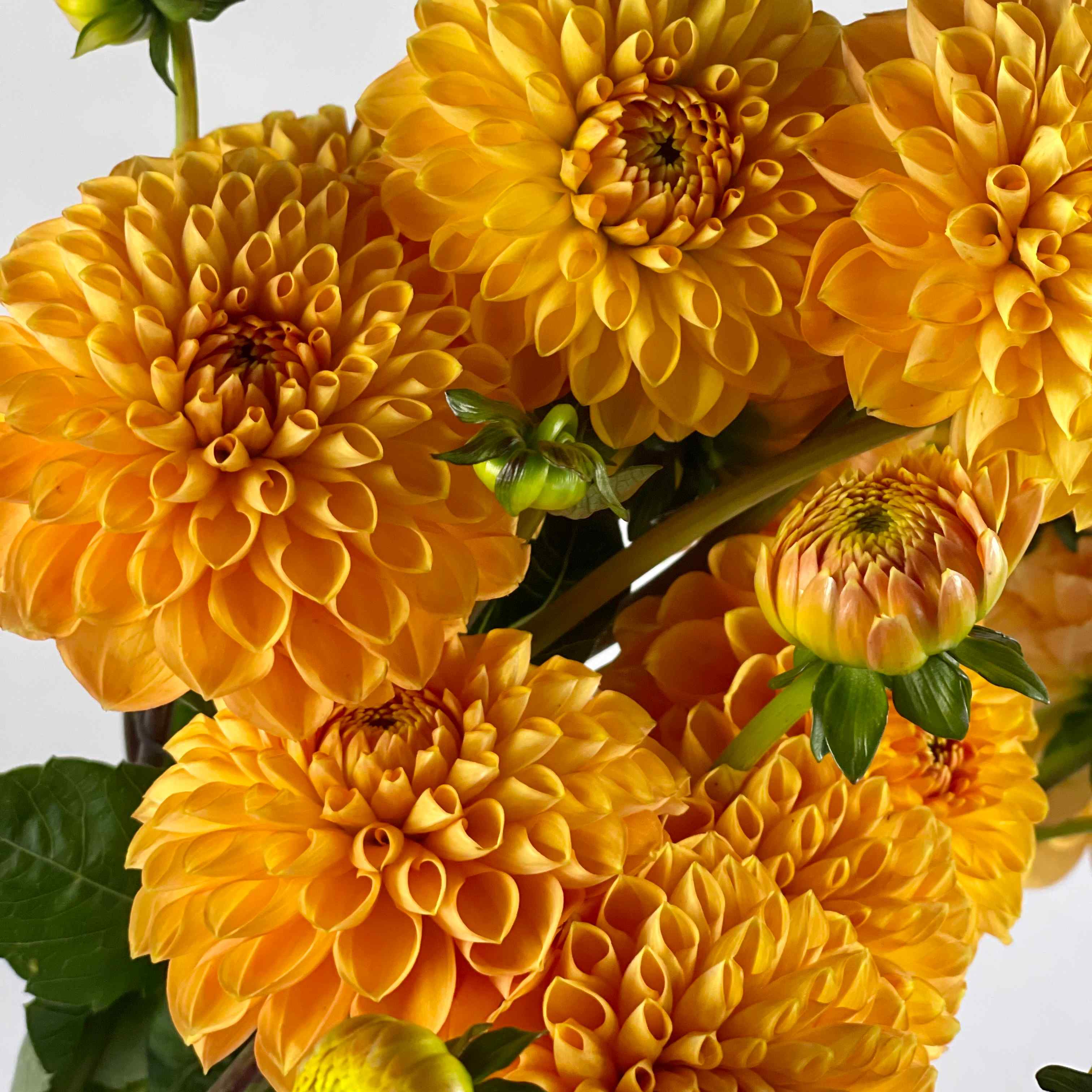 DAHLIA Maarn