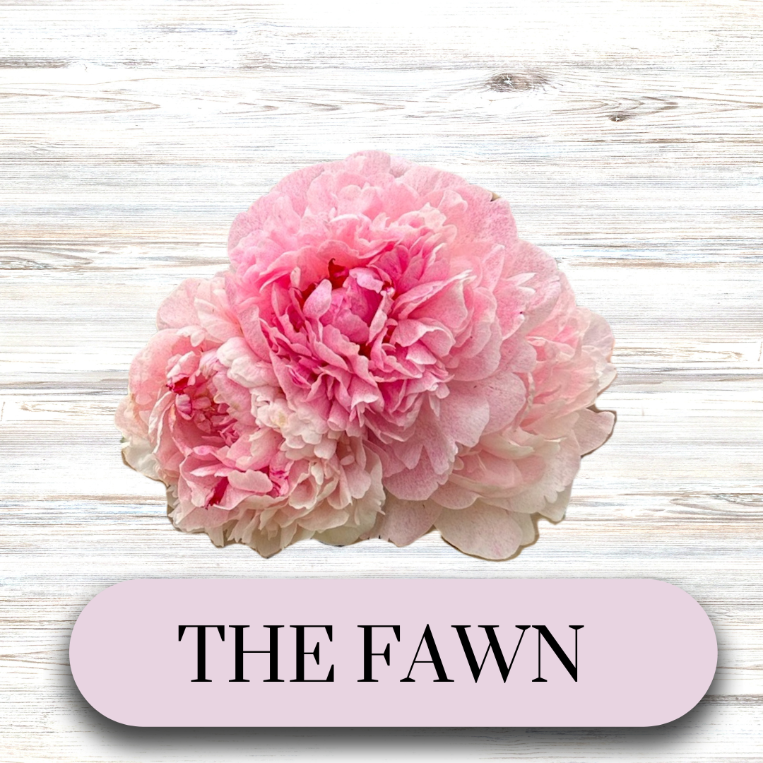 PAEONIA lactiflora The Fawn