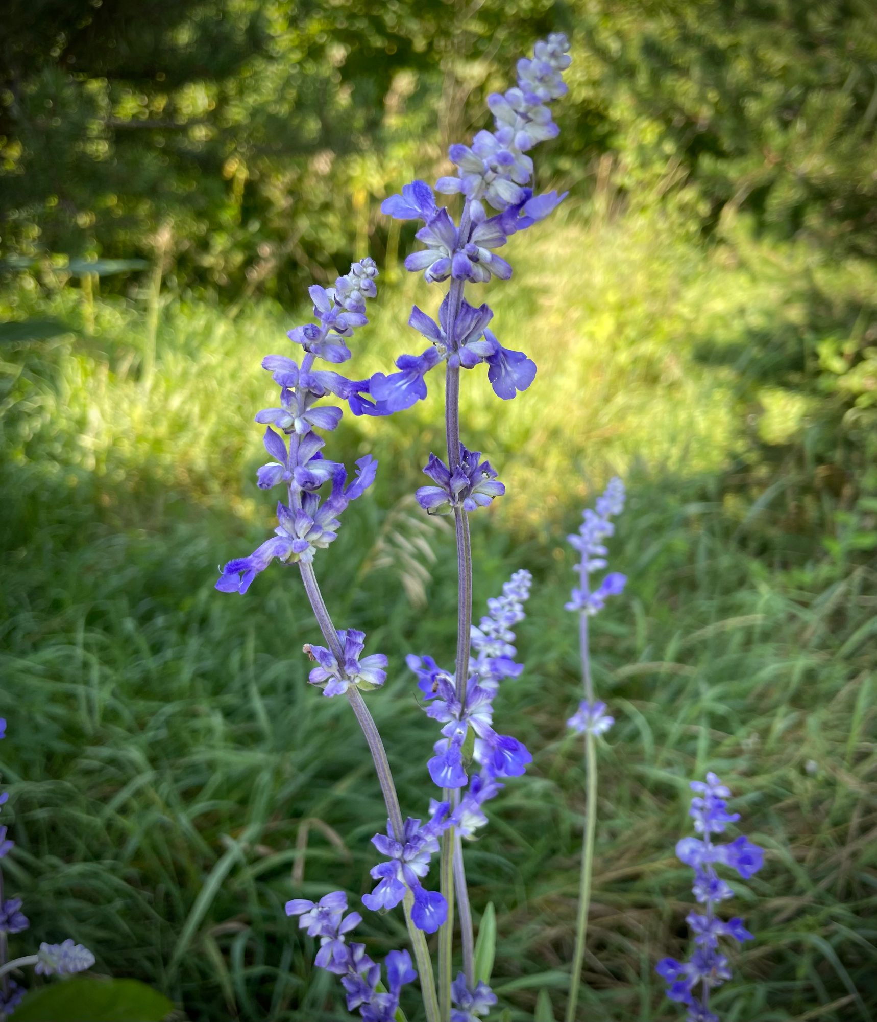 SALVIA horminum