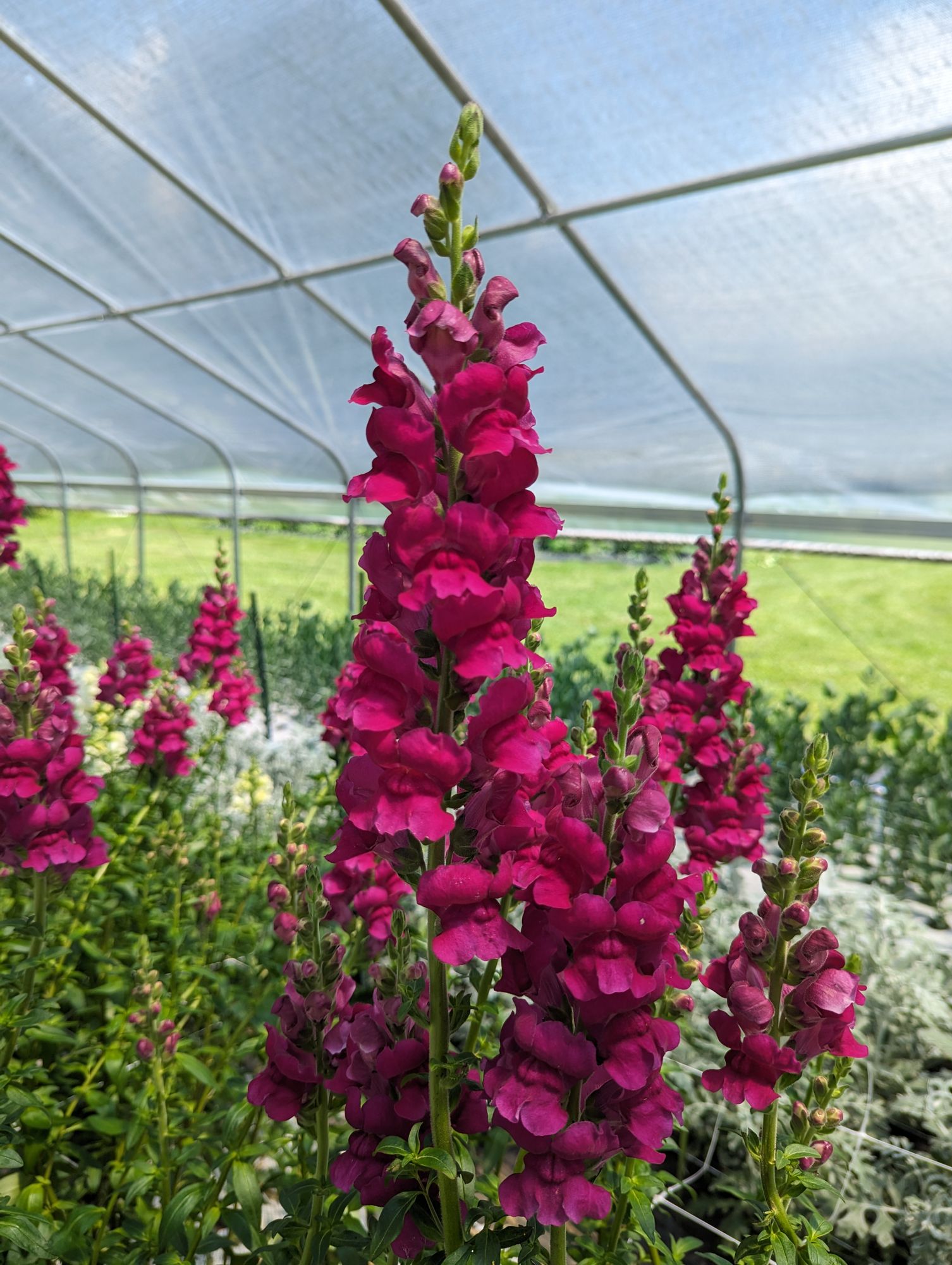 ANTIRRHINUM majus Potomac